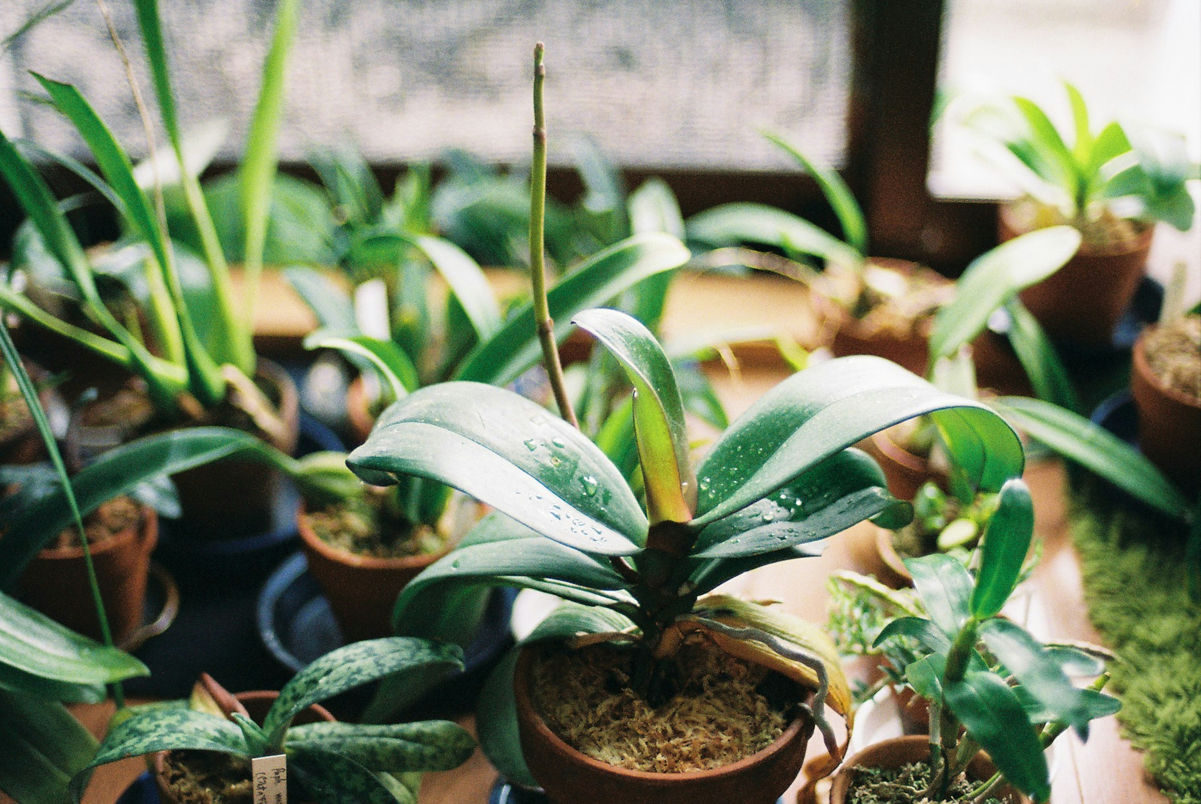 多くの鉢植えの植物が並ぶ室内の風景