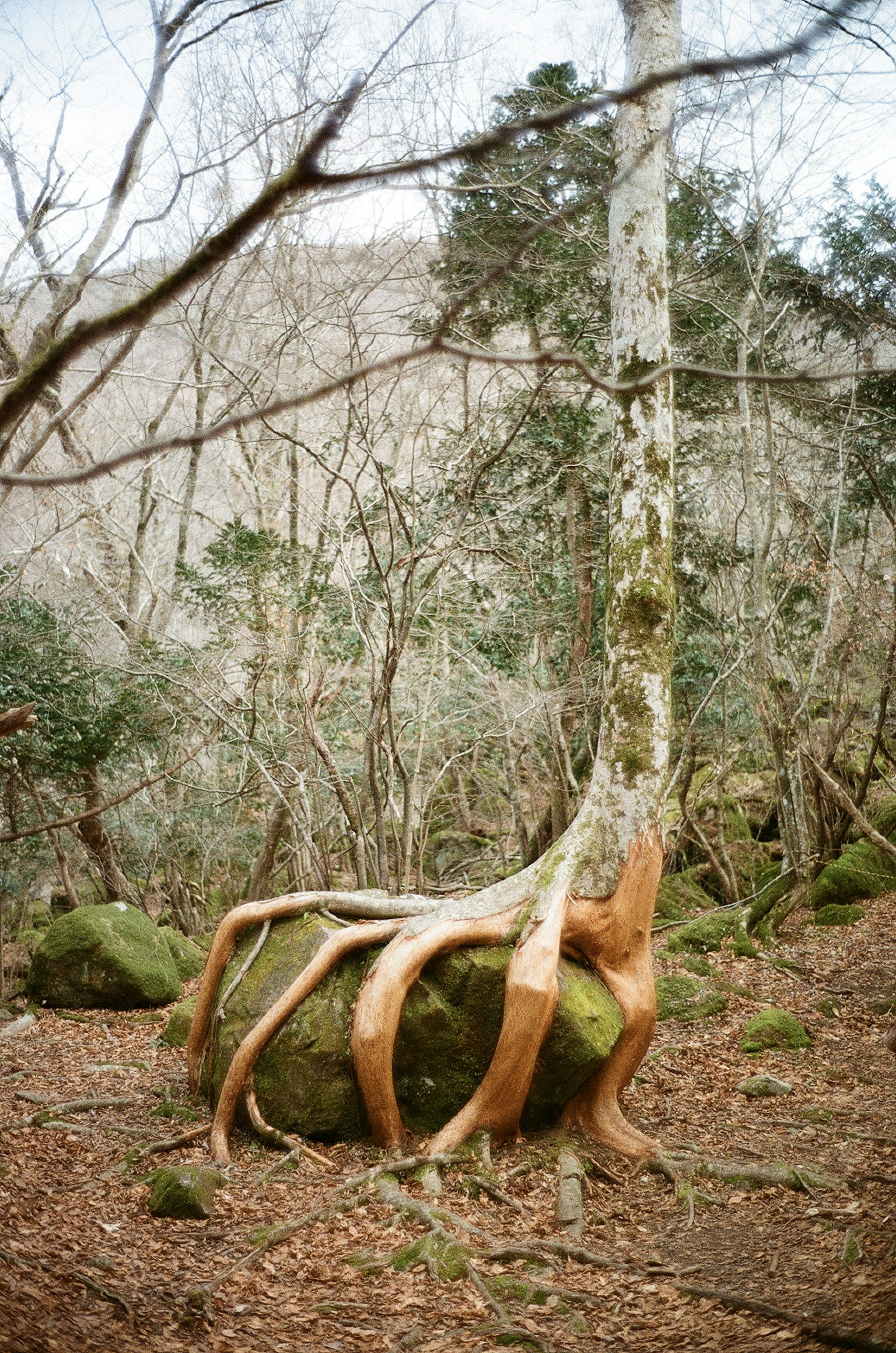 Un albero con radici uniche che avvolgono una grande roccia in una foresta