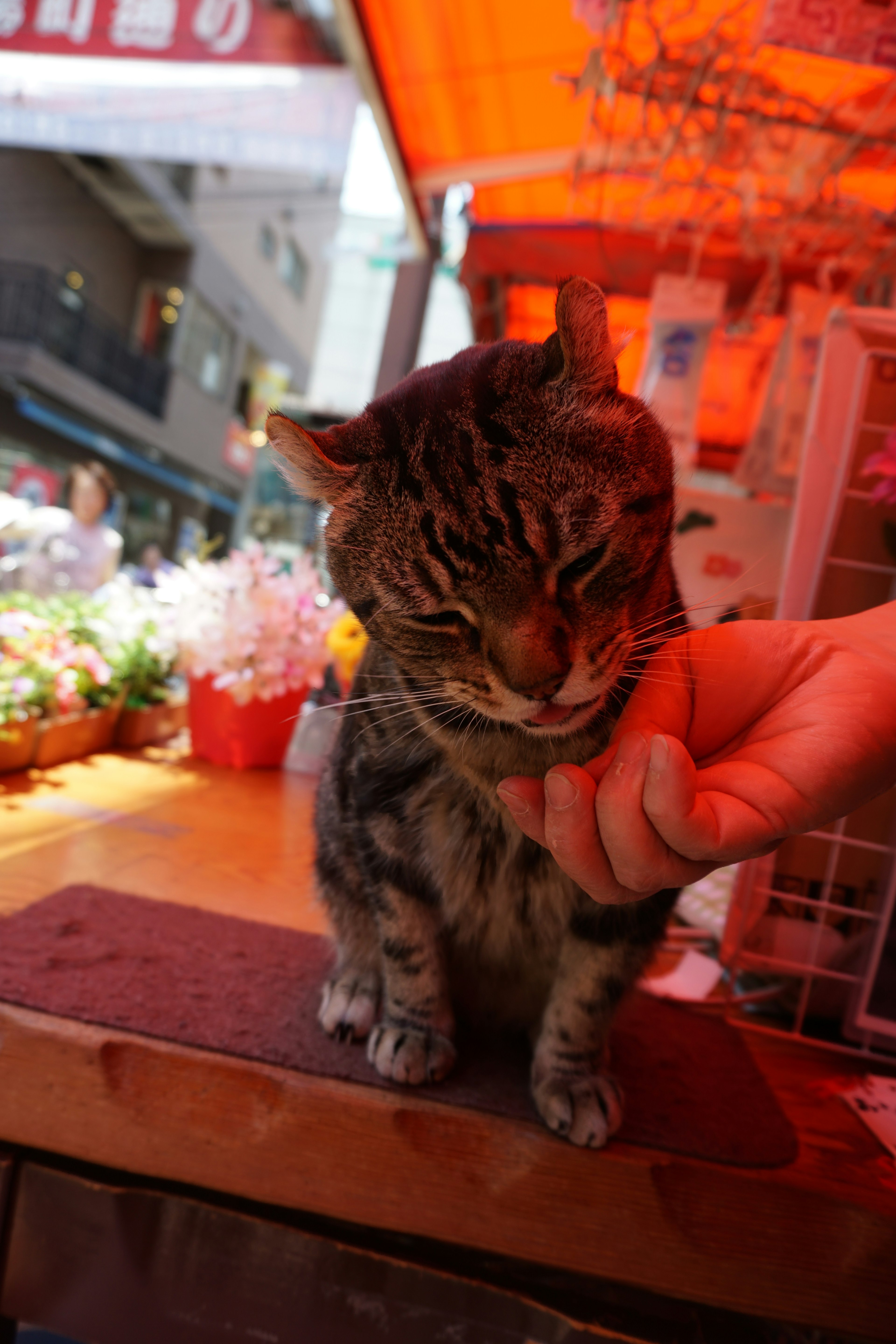 Eine Katze, die von einer Person auf einem Markt gestreichelt wird