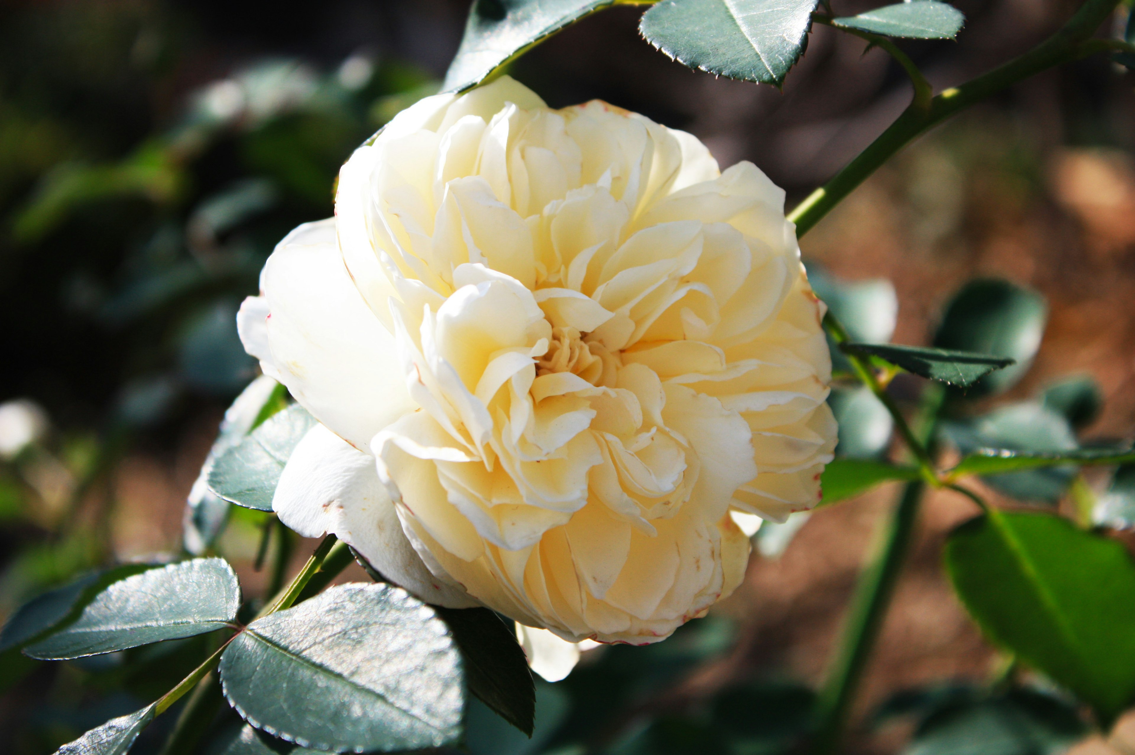 A pale yellow rose surrounded by green leaves