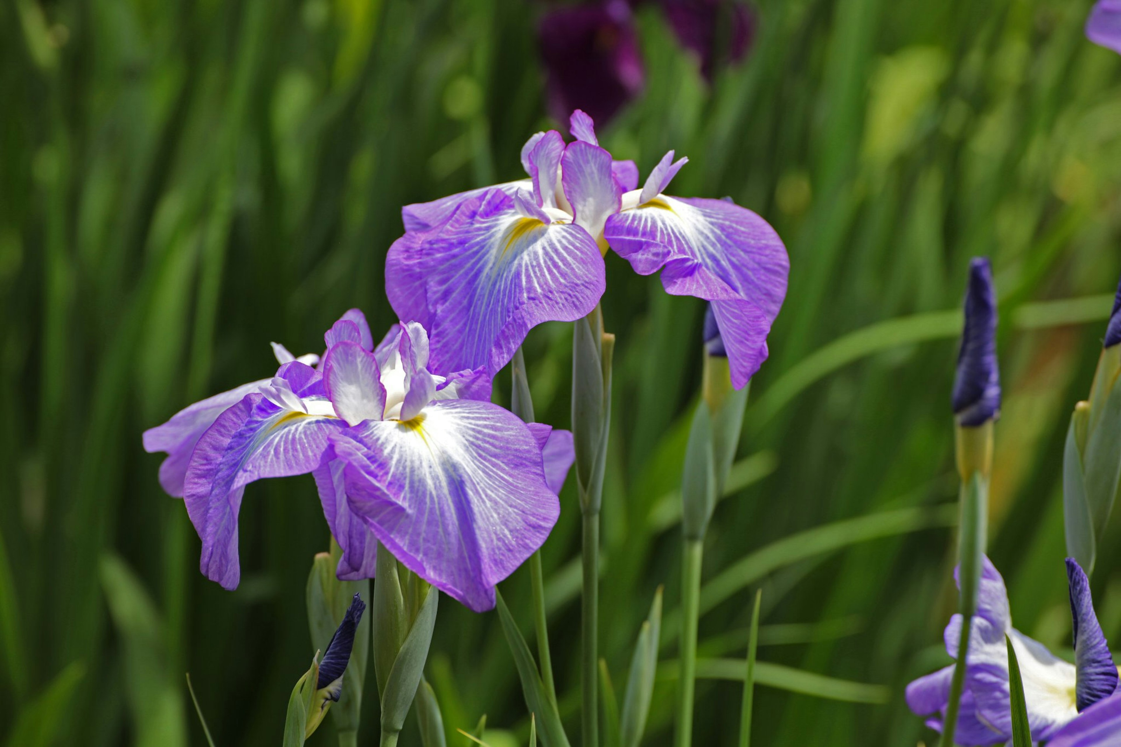 Raggruppamento di fiori d'iris viola circondati da foglie verdi