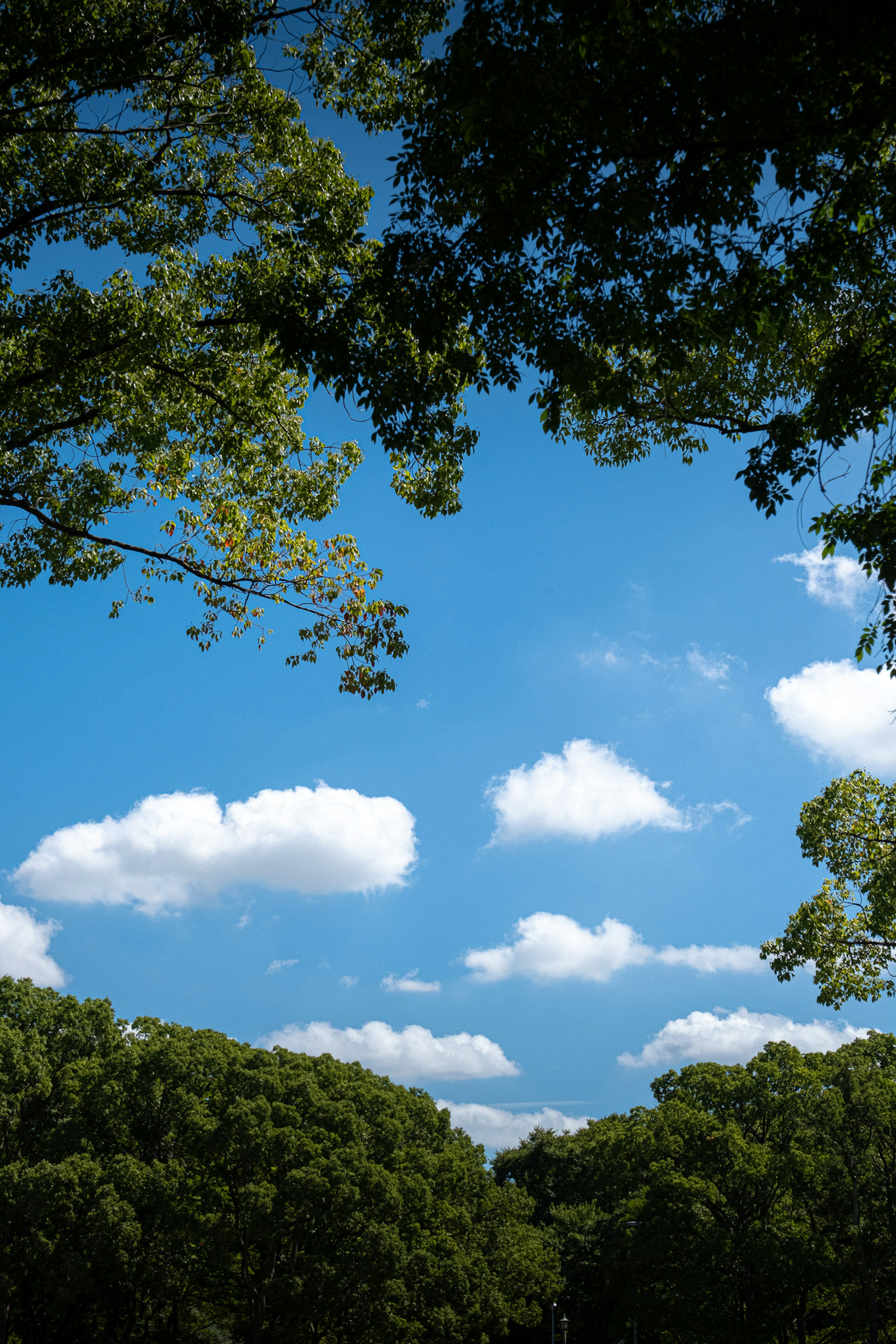 青空と白い雲が広がる風景を木々に囲まれた視点から捉えた画像