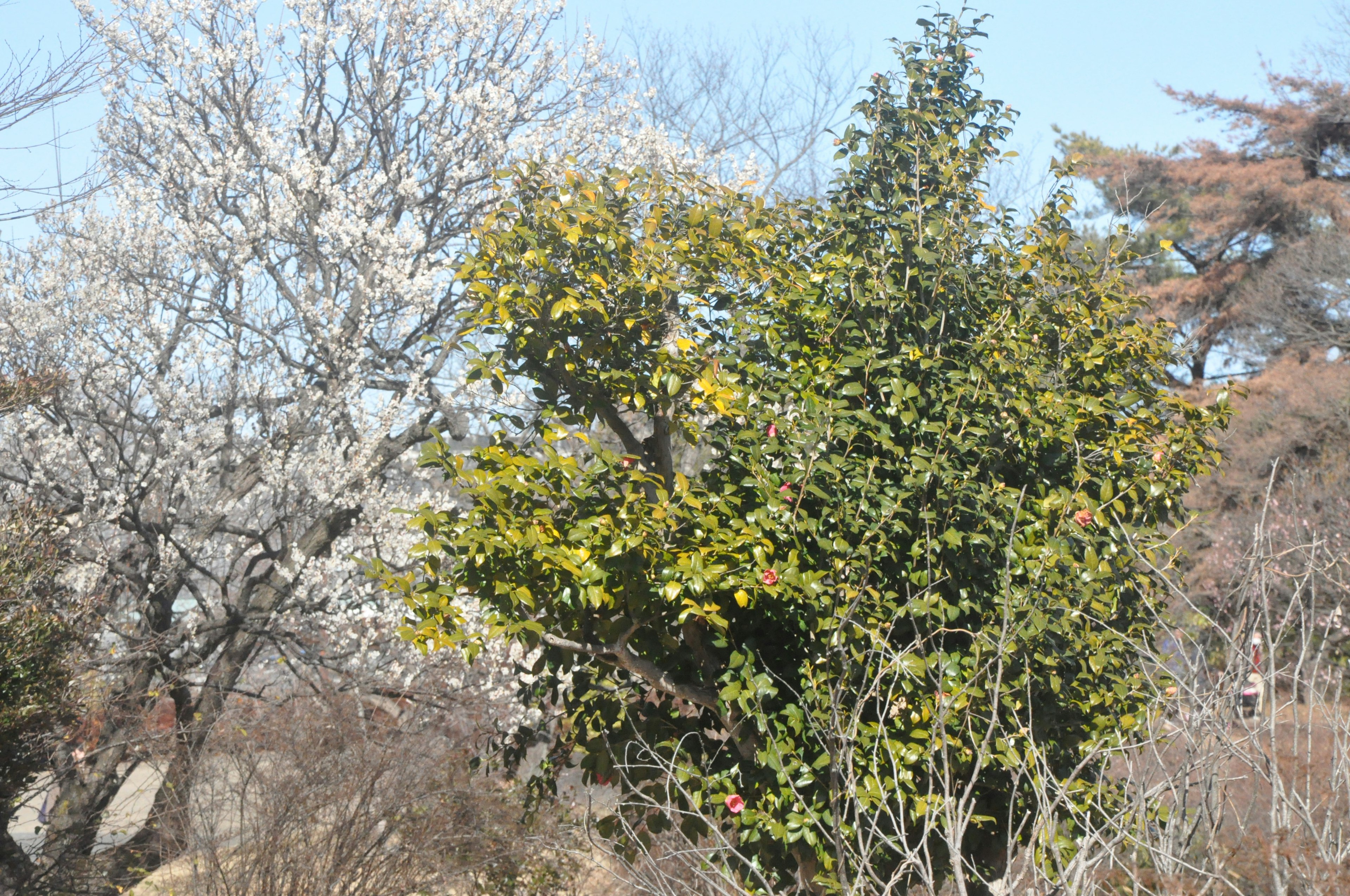 Eine Landschaft mit einem Baum mit weißen Blüten und einem anderen Baum mit grünen Blättern