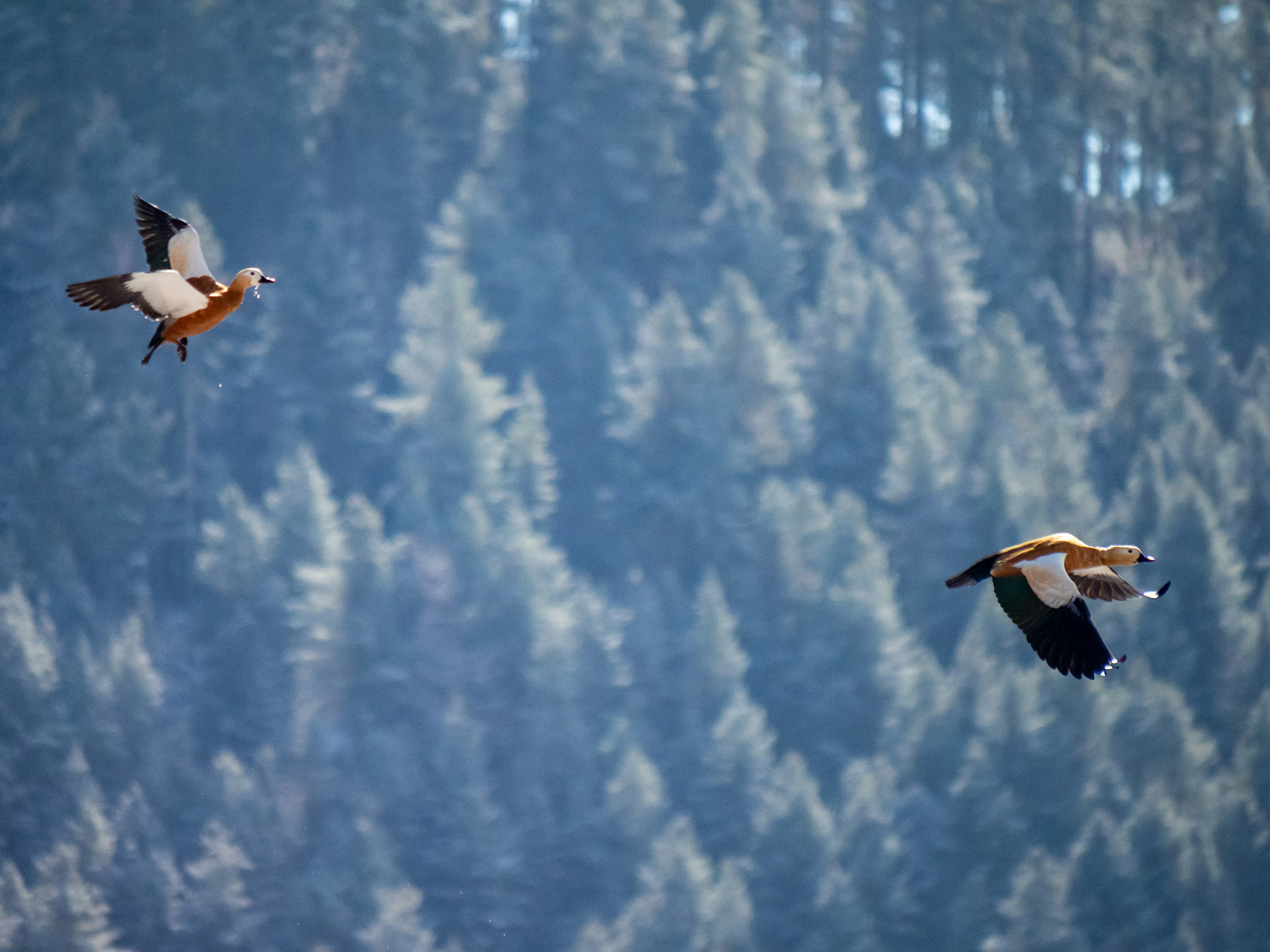 Deux oiseaux volant dans le ciel avec un arrière-plan de forêt de conifères