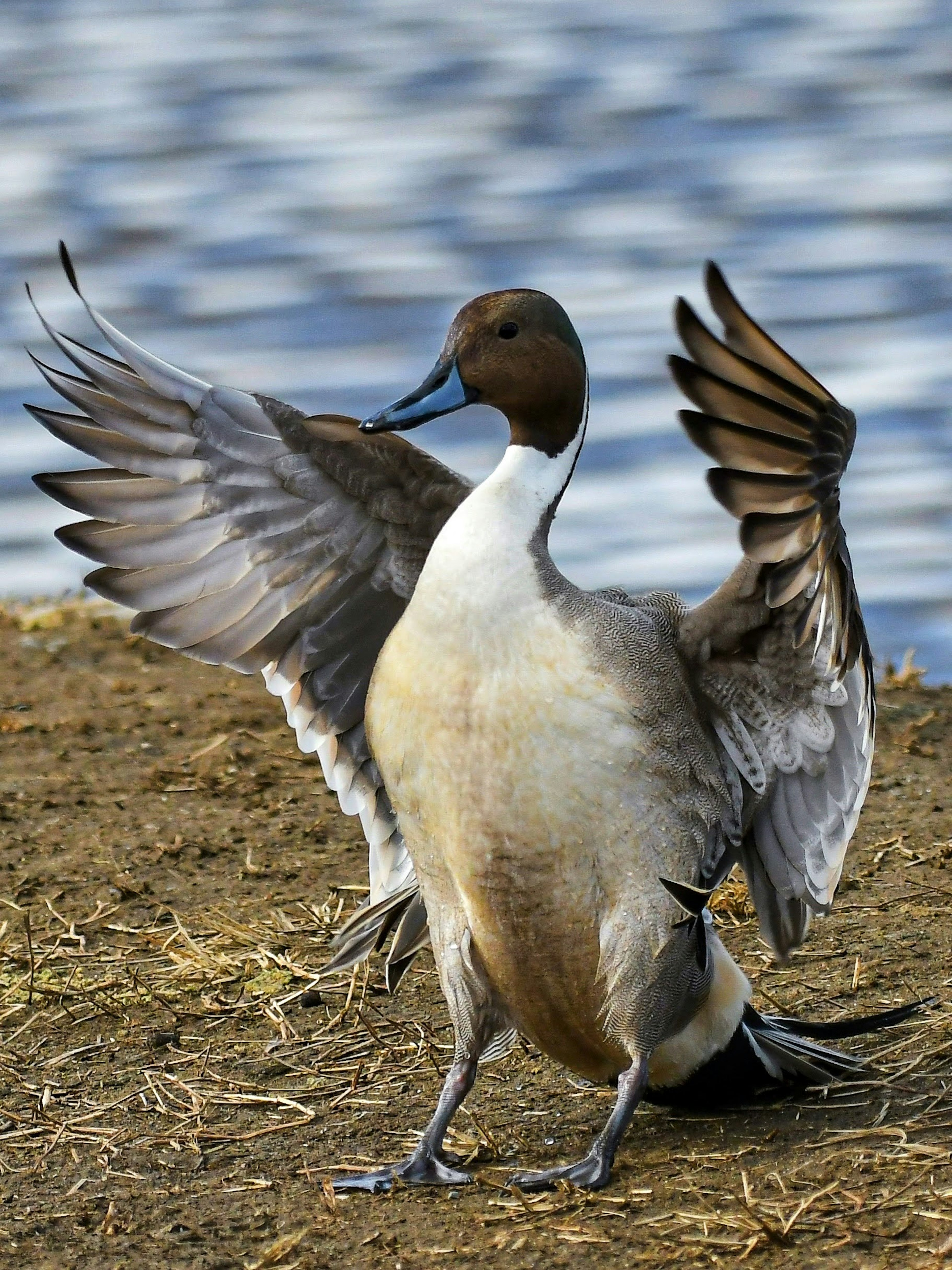 Un pato cuchara extendiendo sus alas junto al agua