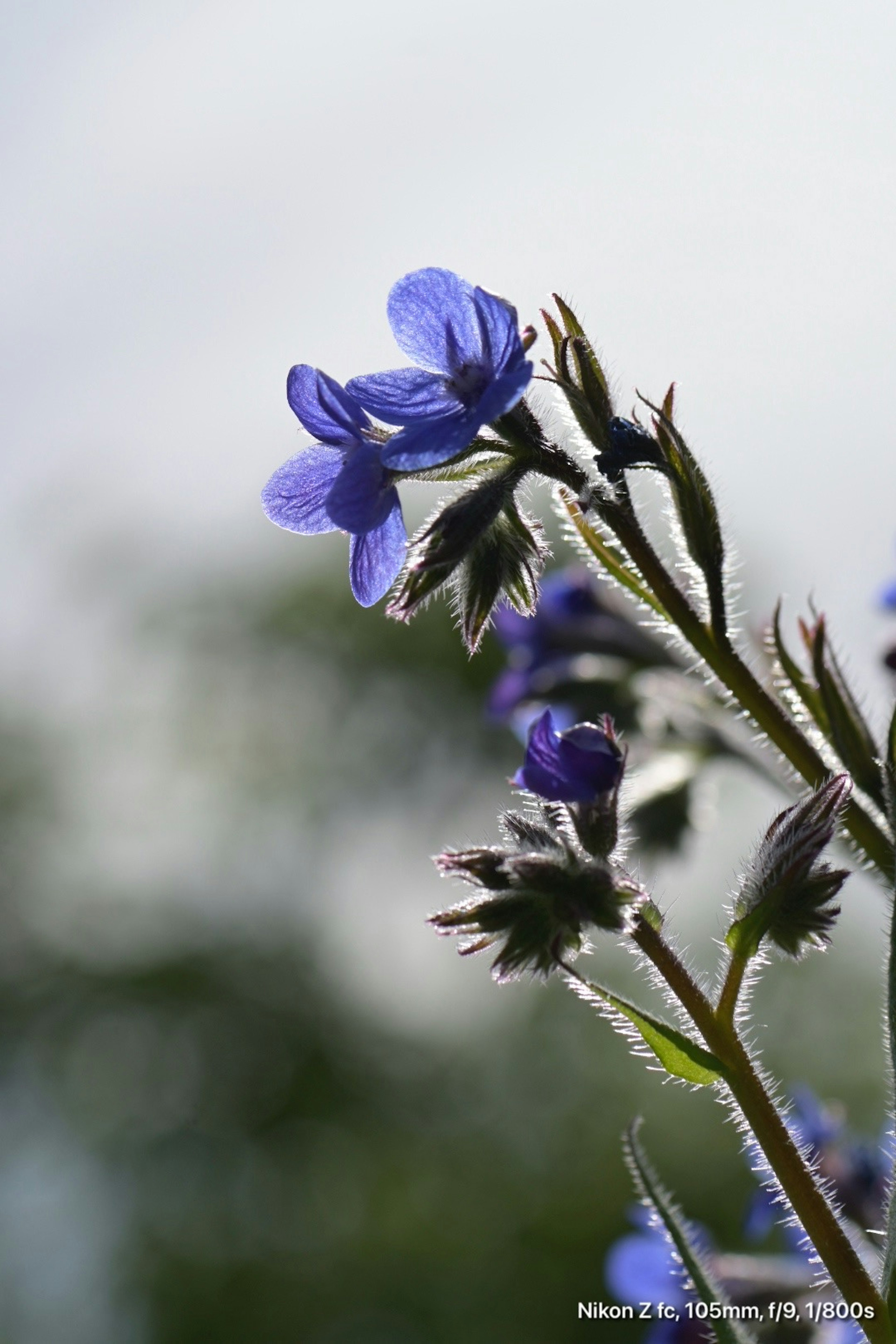 青紫色の花が咲いている植物のクローズアップ