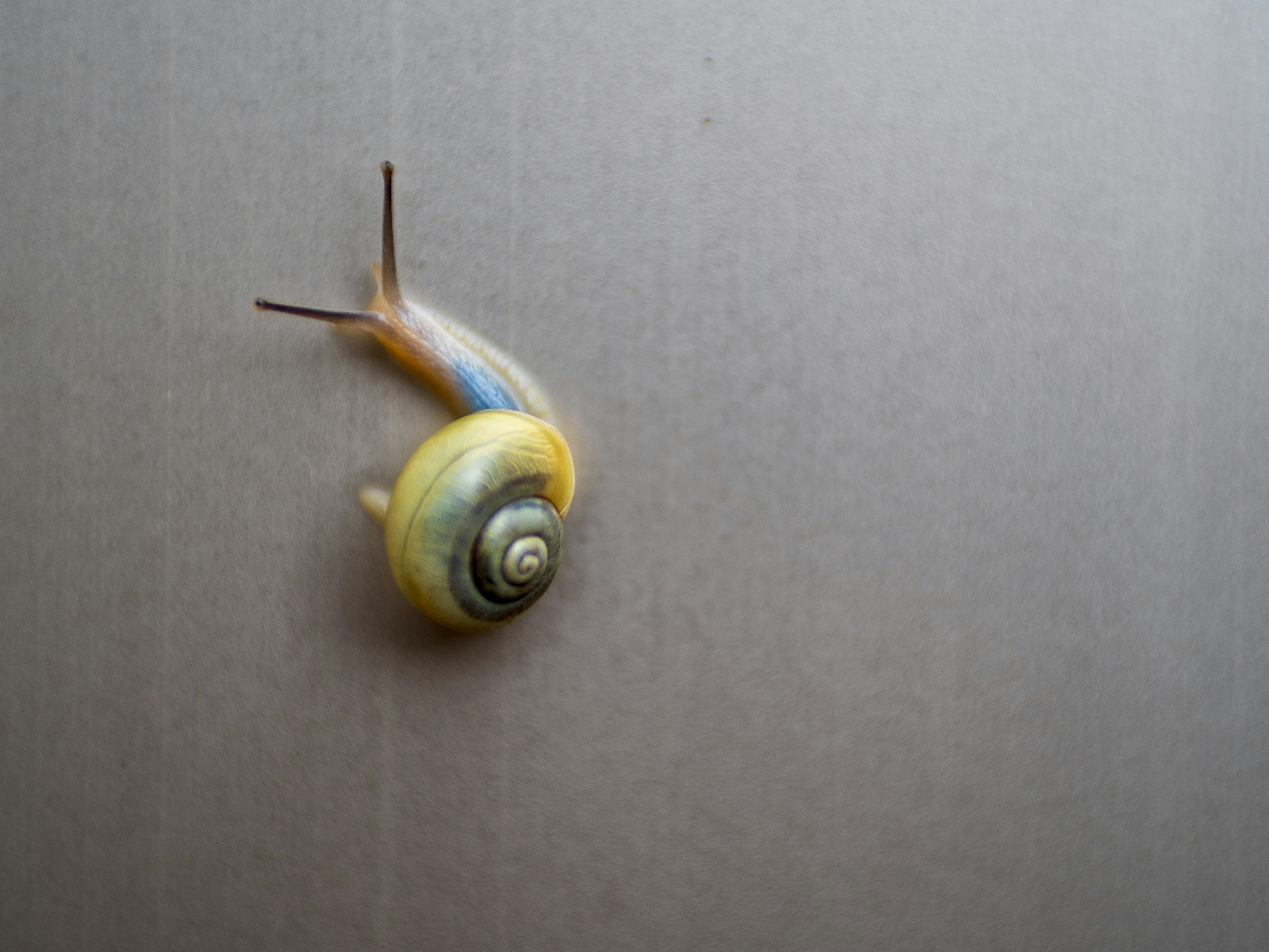 Un escargot avec une coquille jaune et bleue sur un fond gris