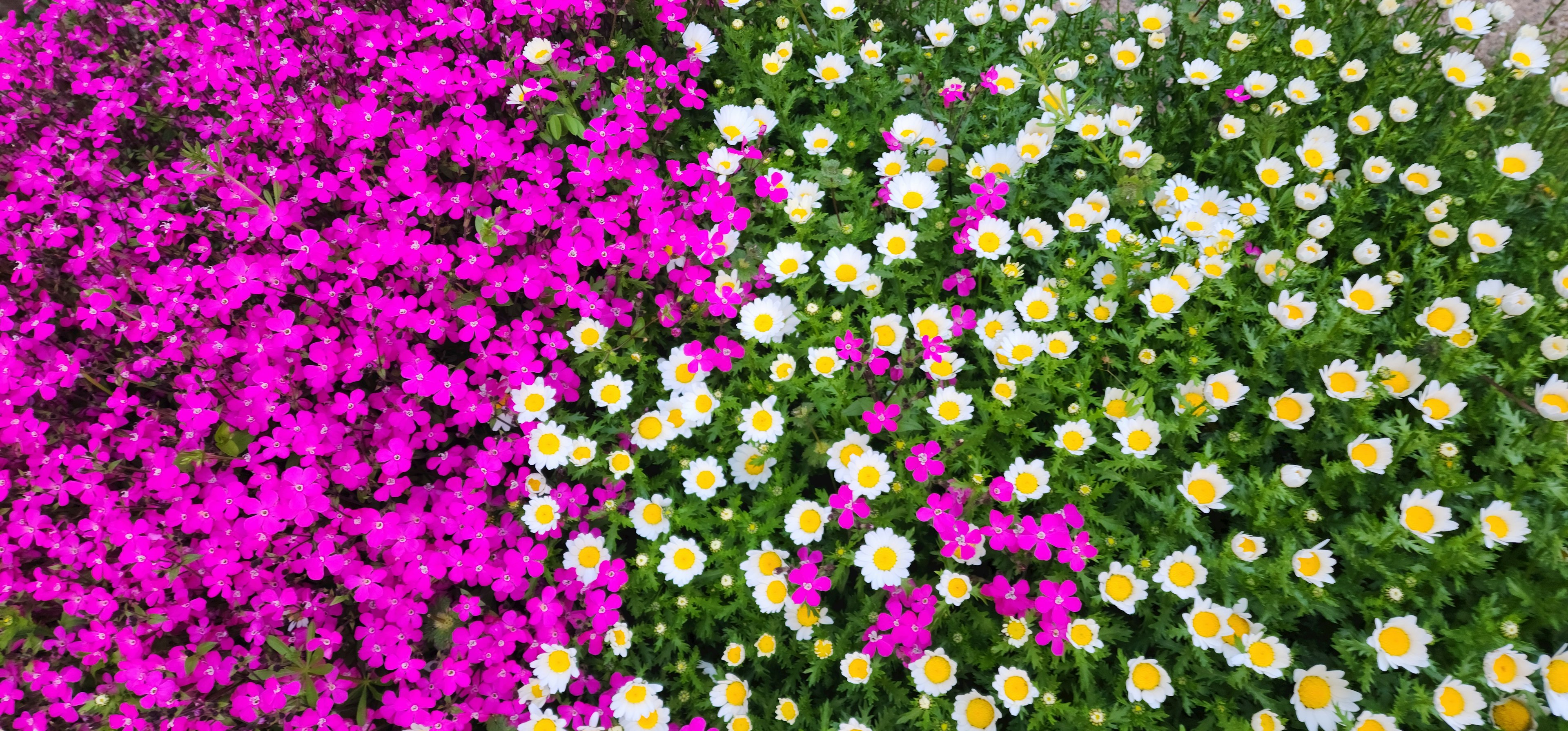 Giardino fiorito con fiori rosa e bianchi