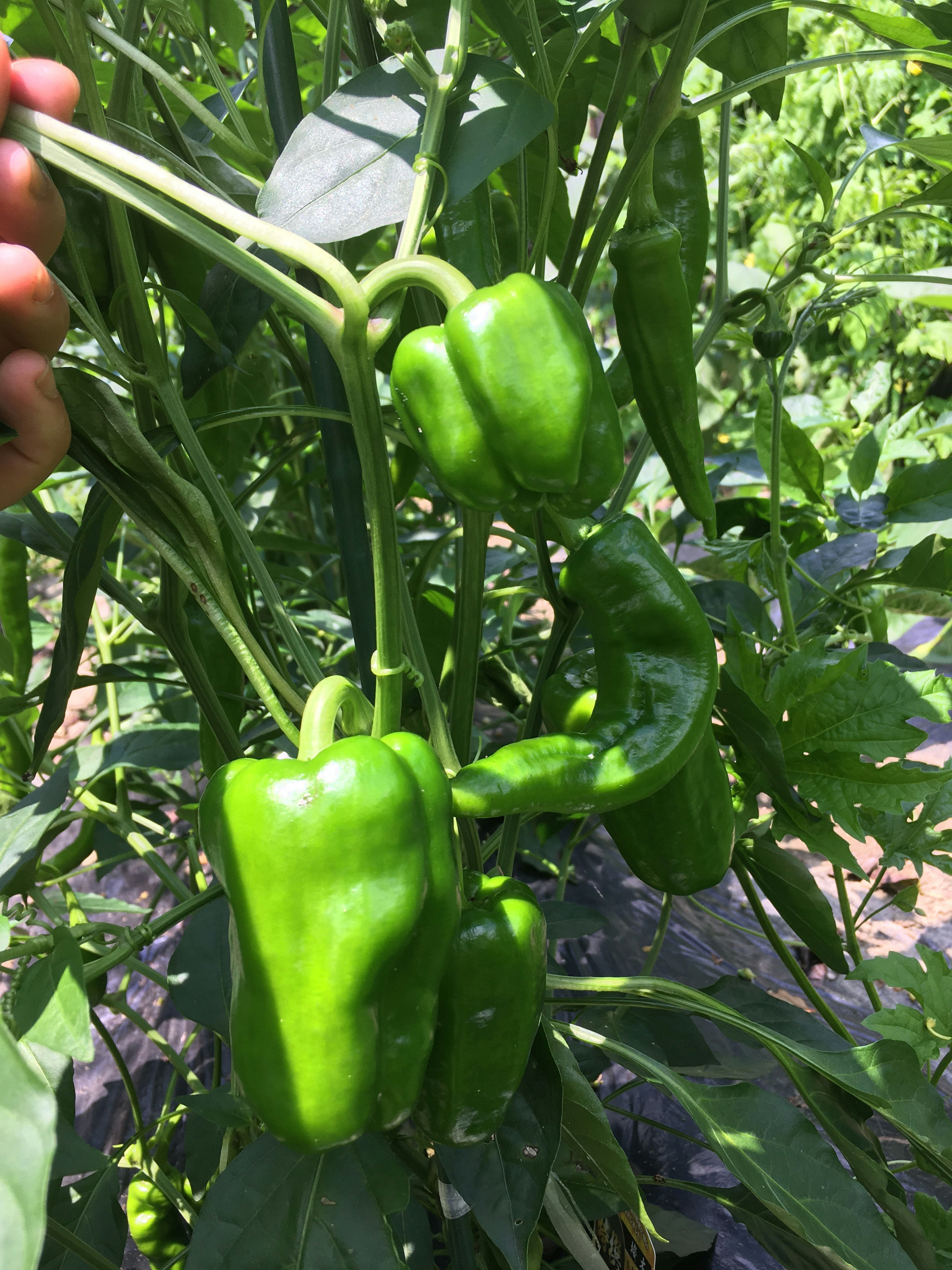 Foto close-up paprika hijau yang tumbuh di tanaman