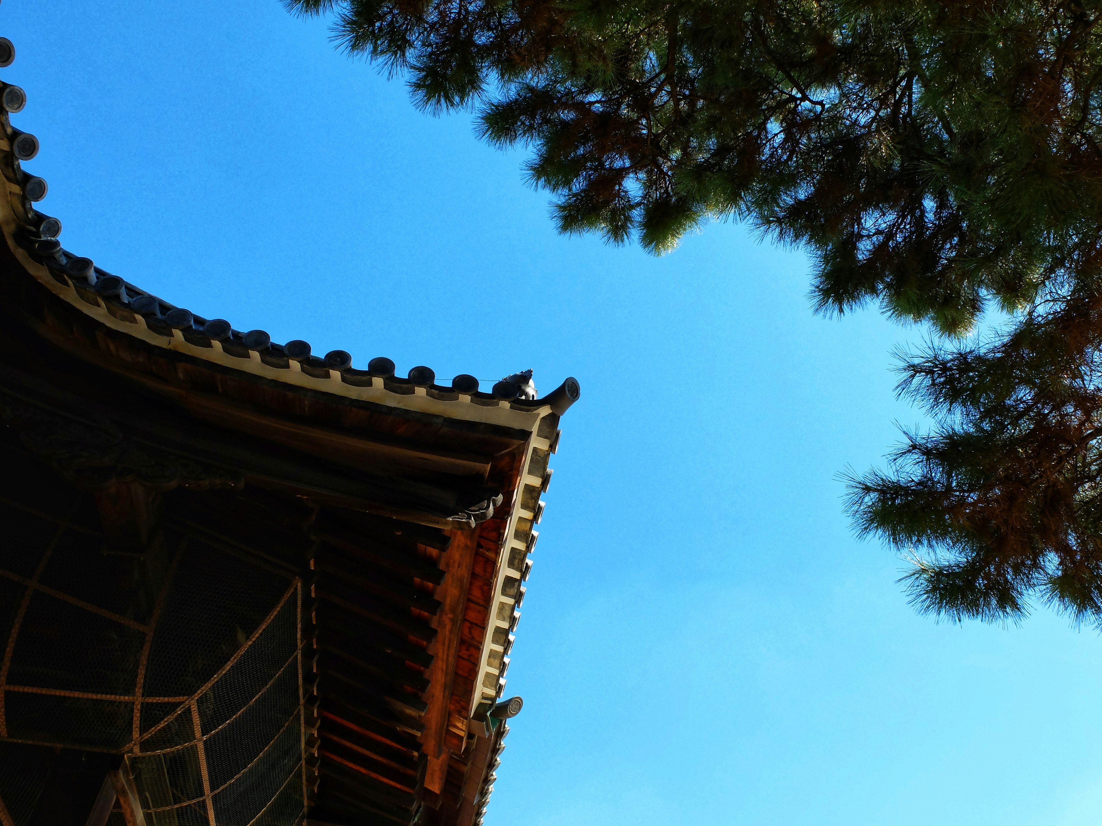 Traditional building roof against a blue sky with pine trees