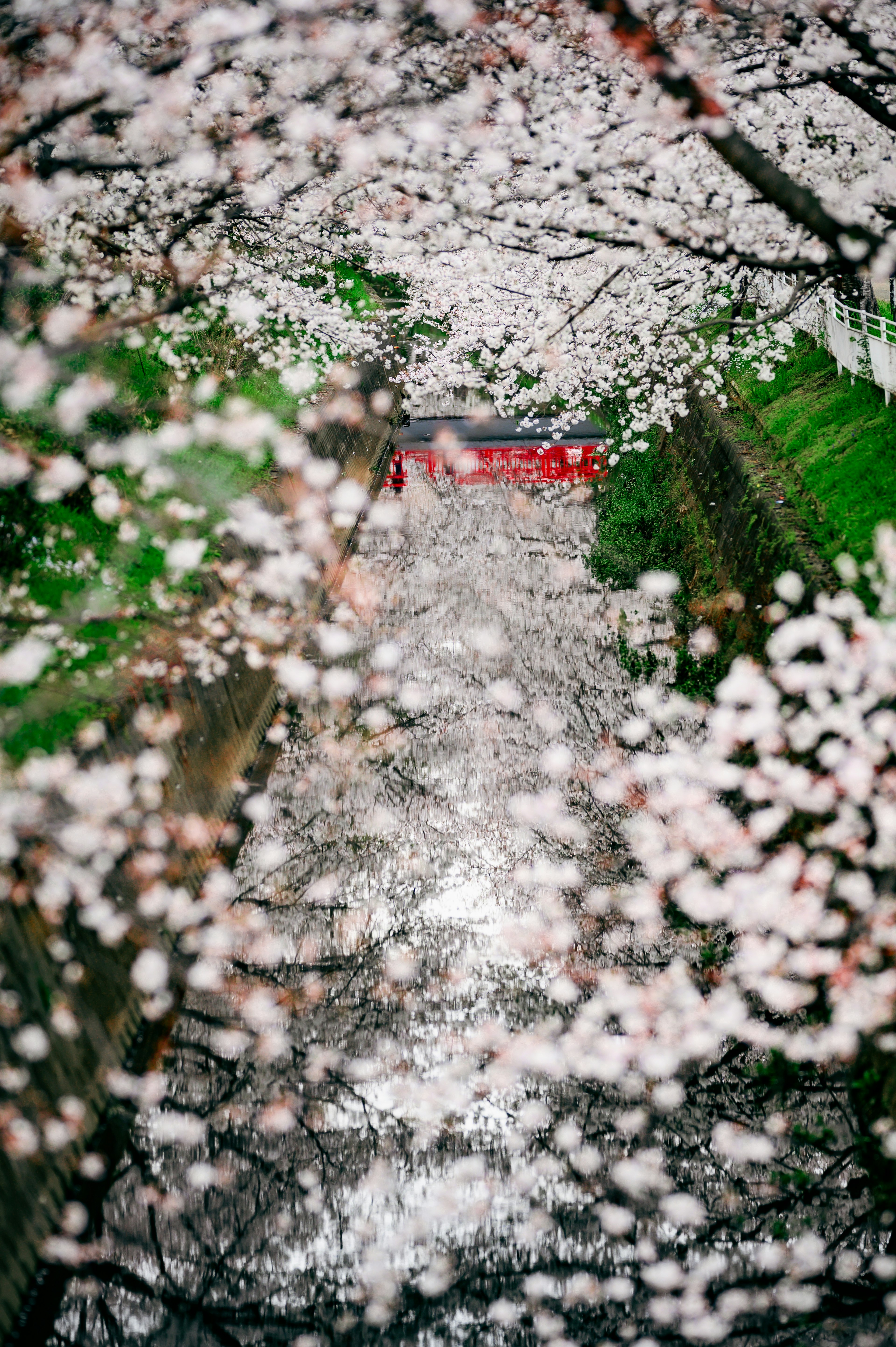 桜の花が咲き誇る小道の上にある緑の葉と水面に映る花びら