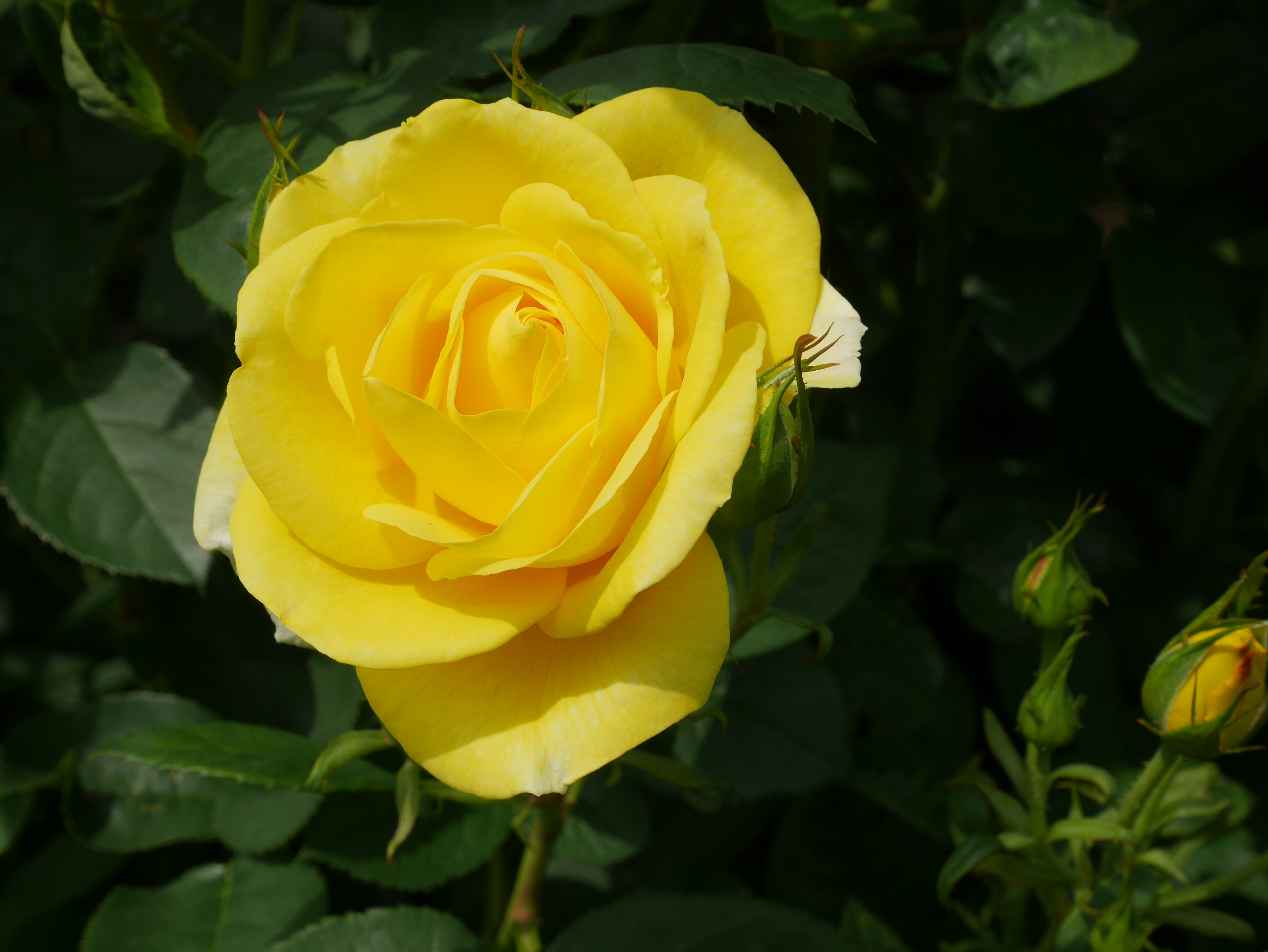 A vibrant yellow rose flower surrounded by green leaves