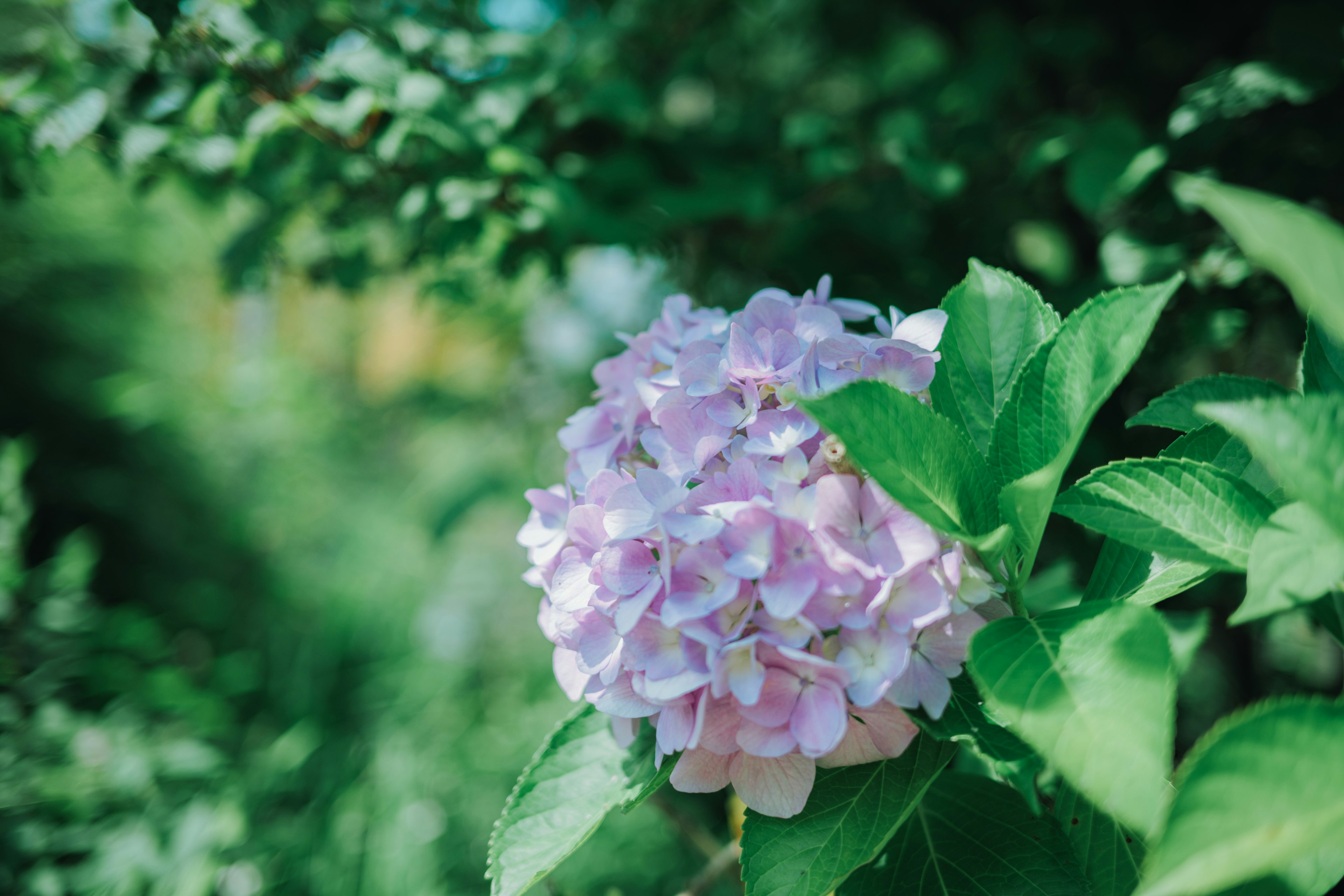 Flor de hortensia púrpura delicada rodeada de hojas verdes