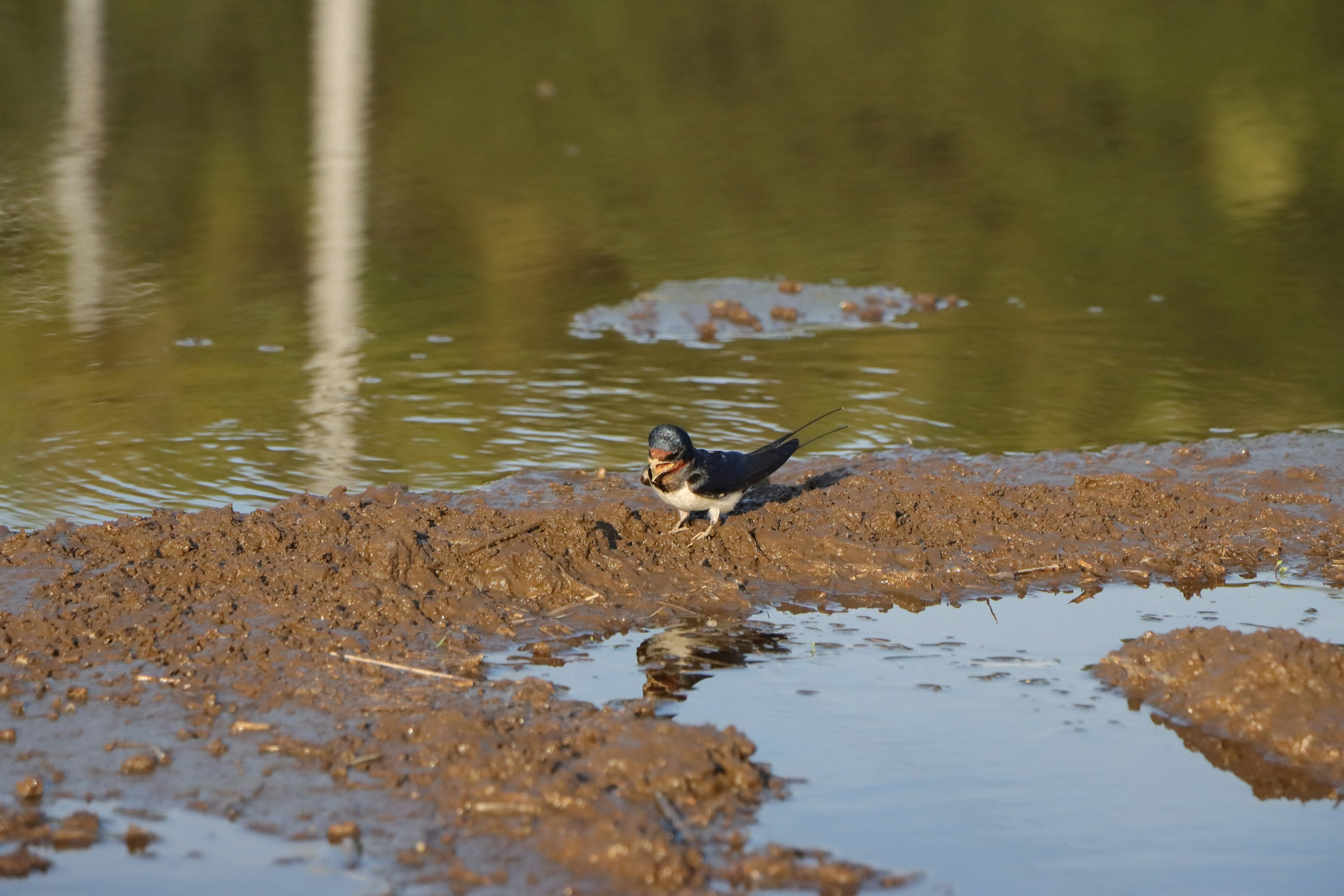 Un piccolo uccello che cerca cibo vicino all'acqua