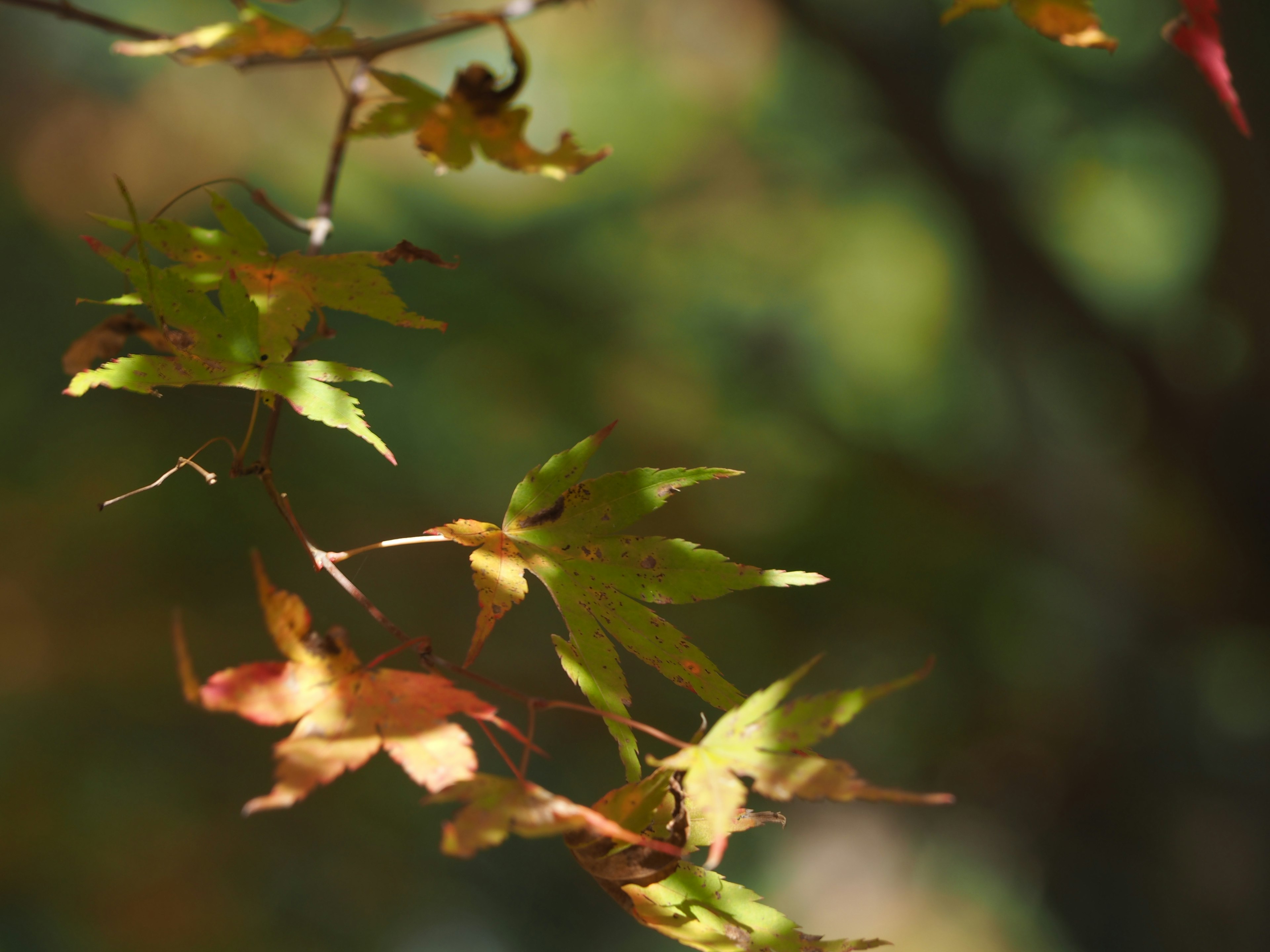 Colorful leaves swaying gently in the wind