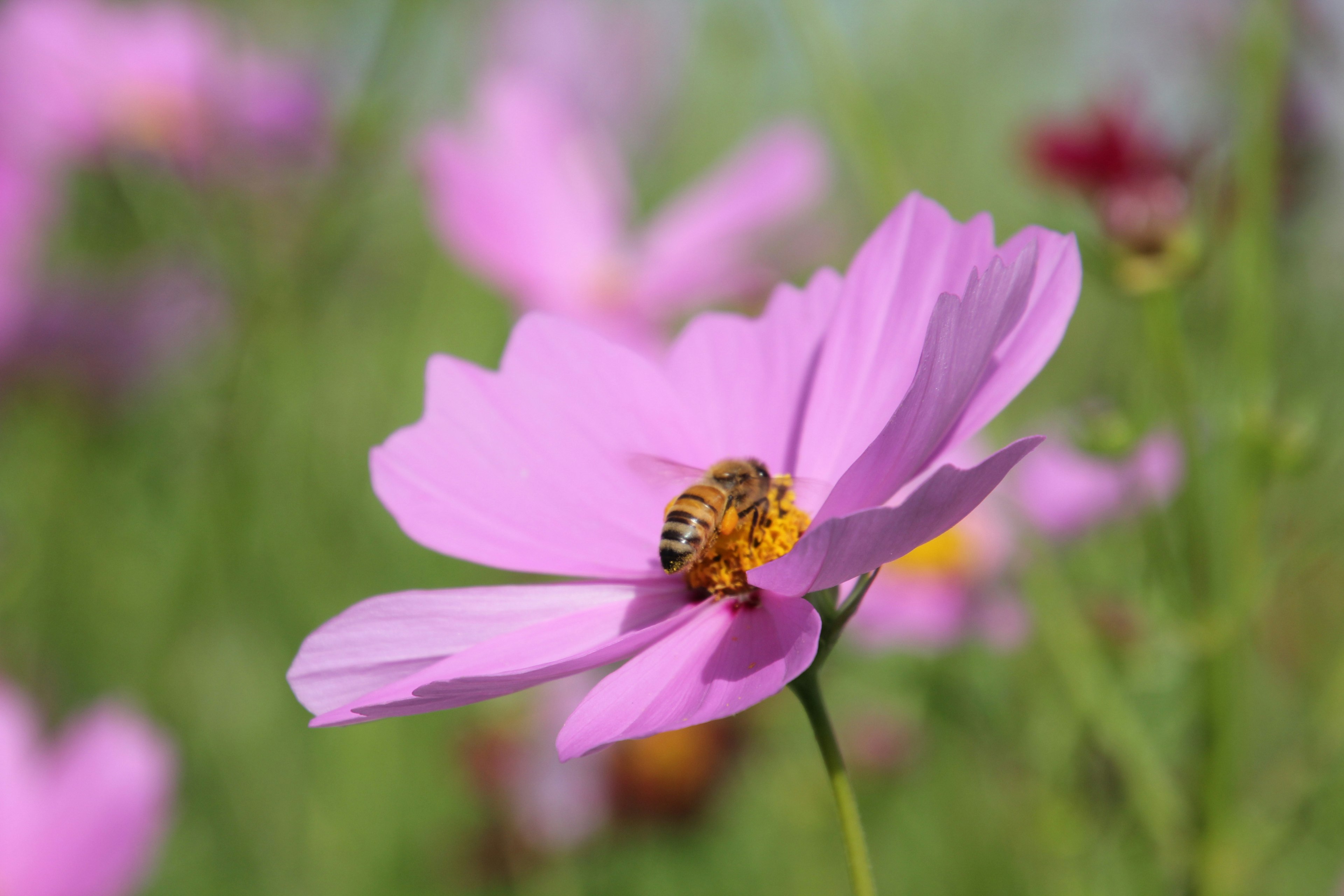 Primo piano di un'ape su un fiore rosa