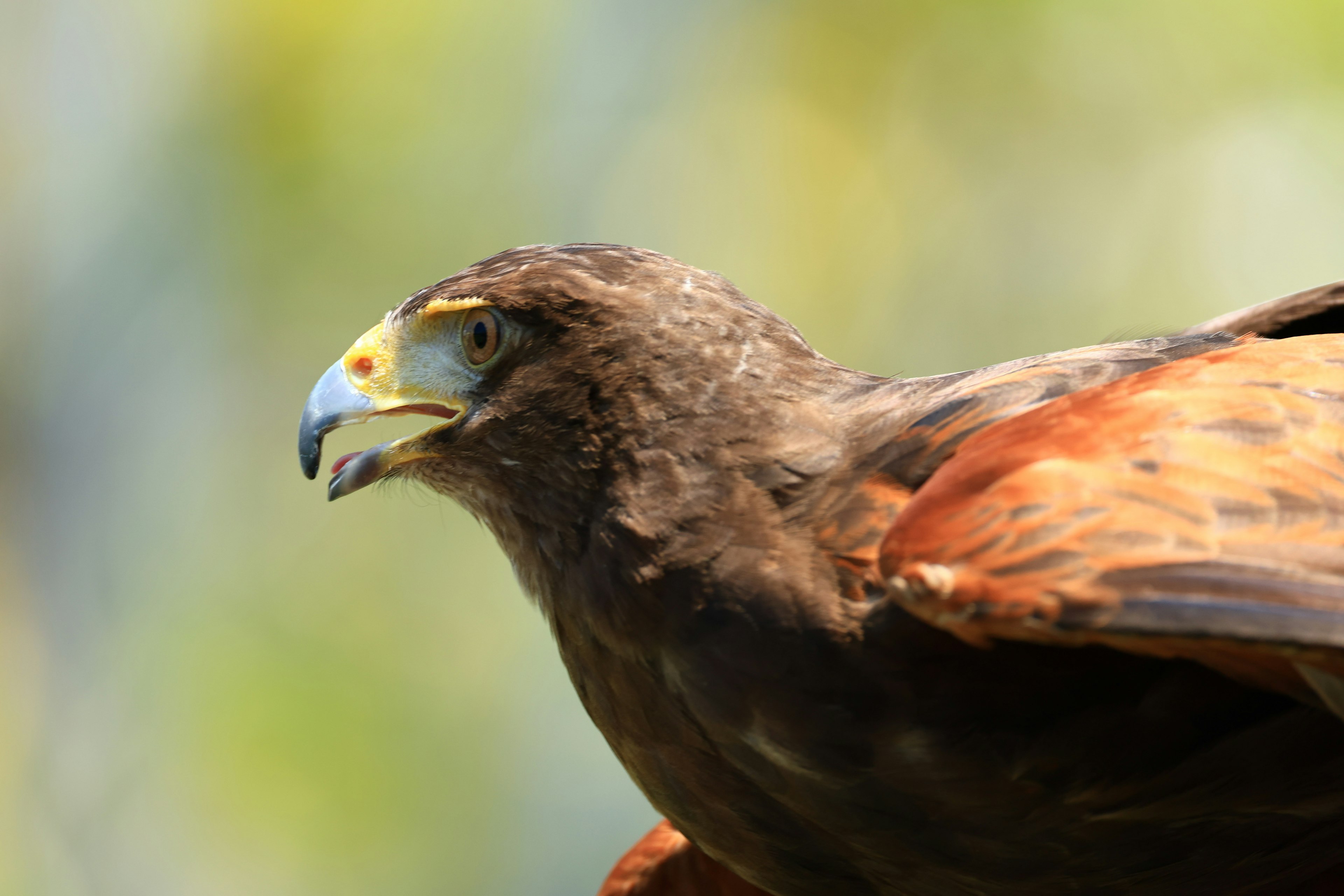 Primo piano di un falco di Harris che mostra le sue caratteristiche facciali distintive e la colorazione