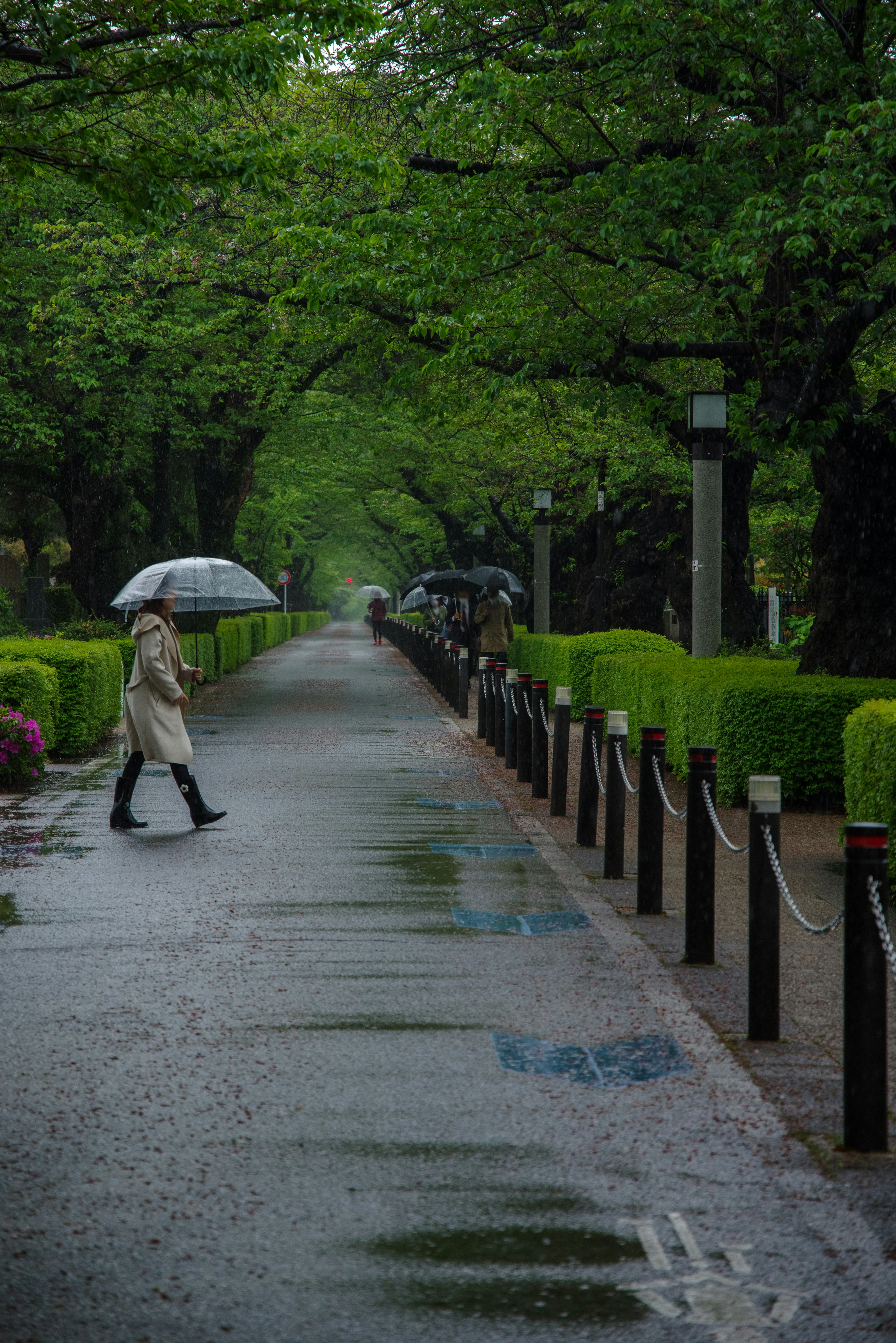 A person walking with an umbrella on a rain-soaked path surrounded by green trees