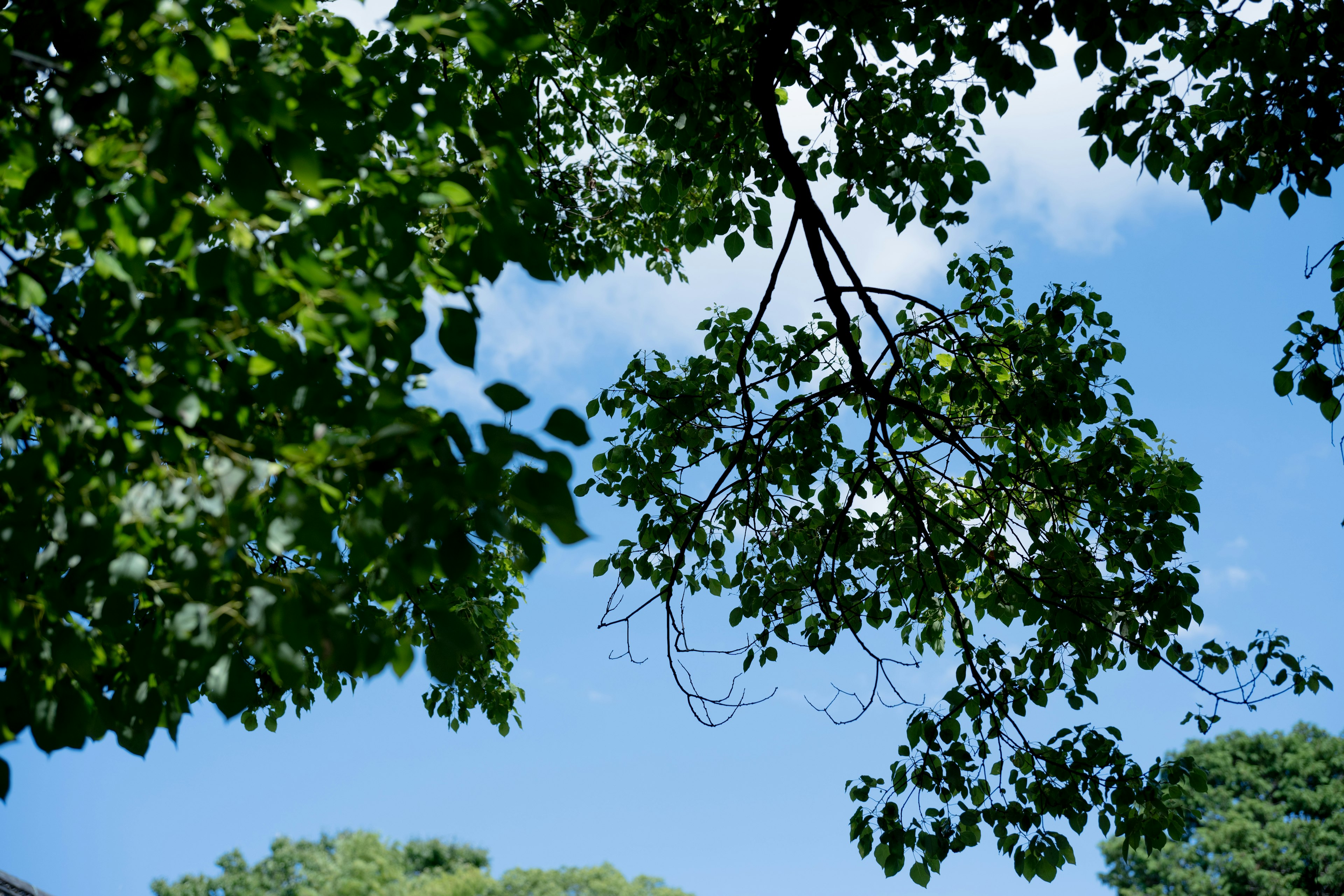 Close-up of green leaves and branches against a blue sky