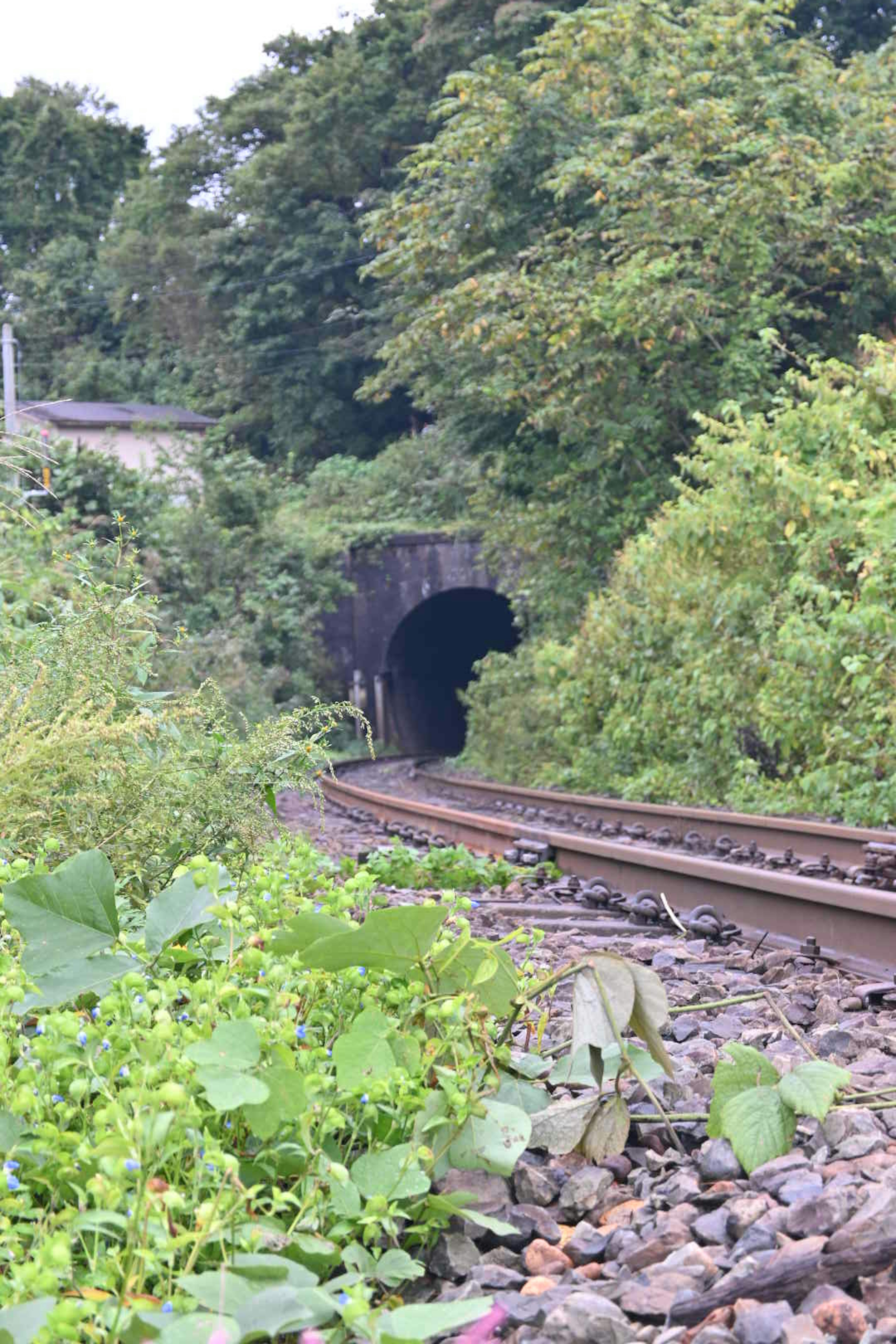 Eingang eines Bahntunnels umgeben von Grün und gewundenen Gleisen