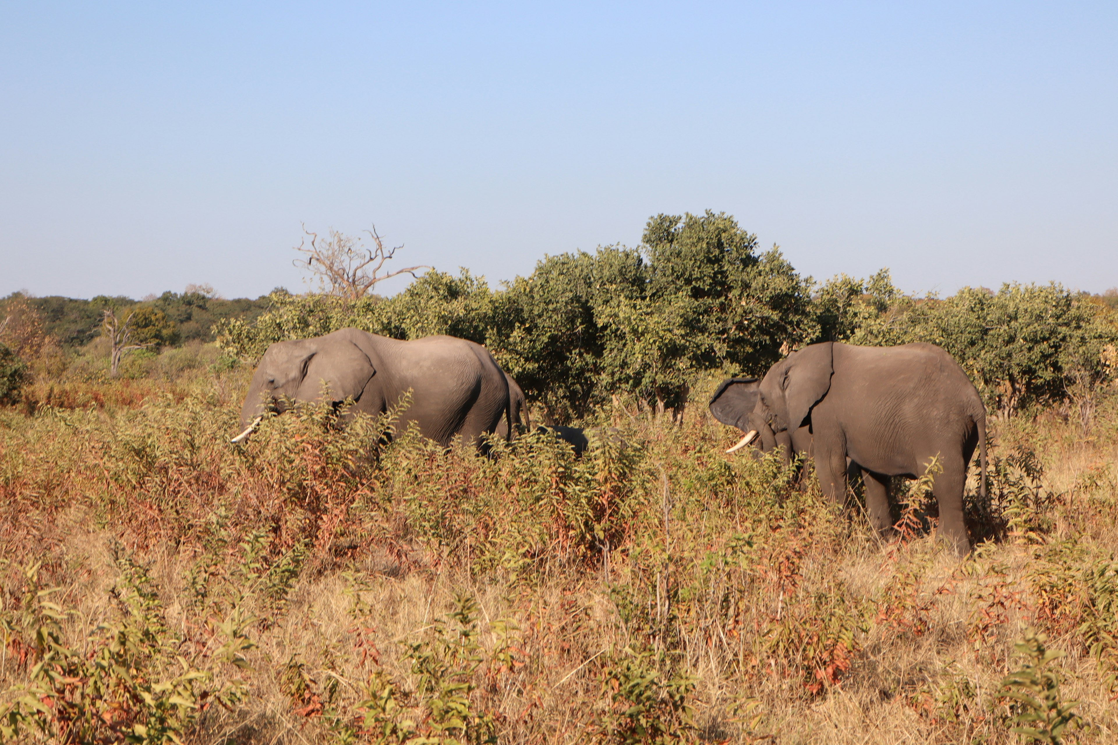 Two elephants grazing in a savanna landscape