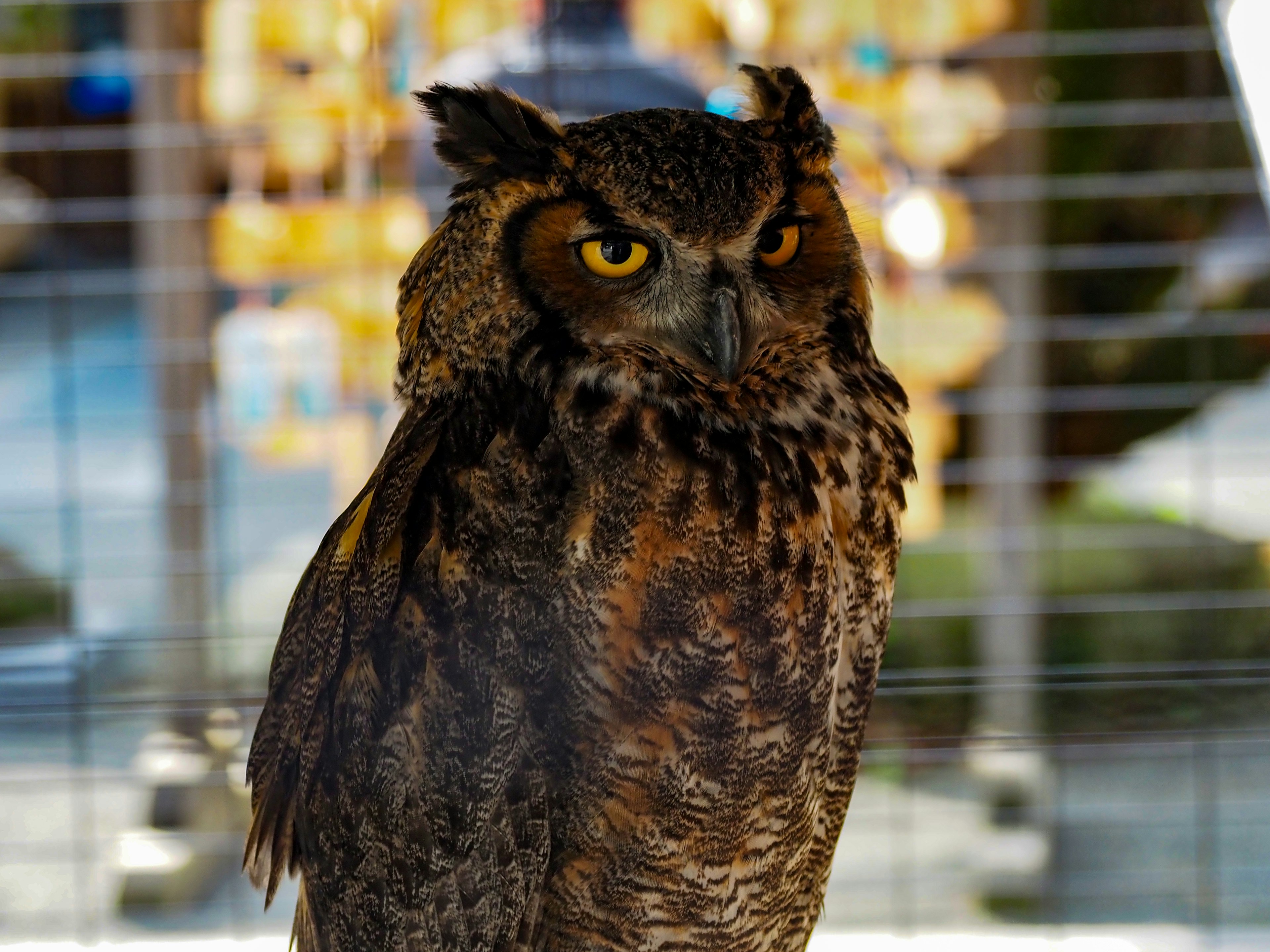 Un gros plan d'un hibou avec des yeux perçants faisant face