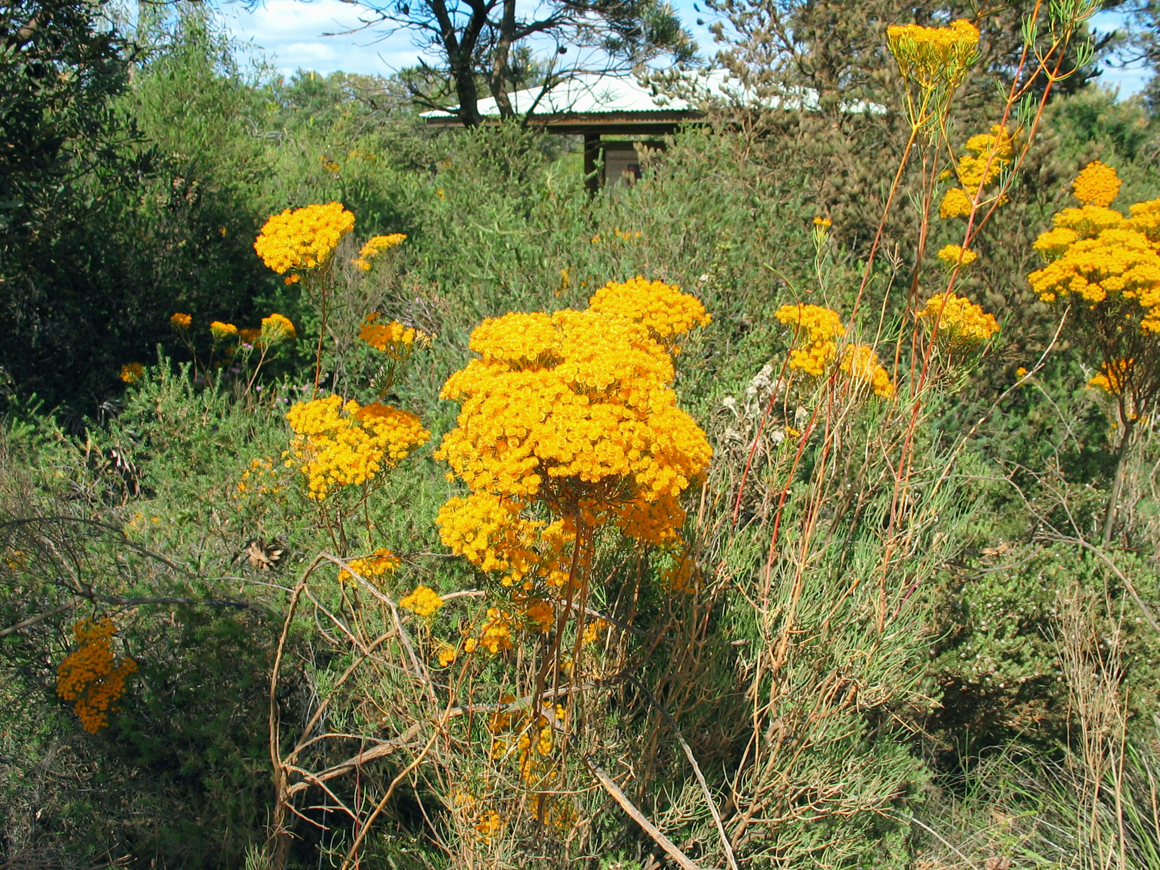 Campo de flores amarillas brillantes rodeado de vegetación