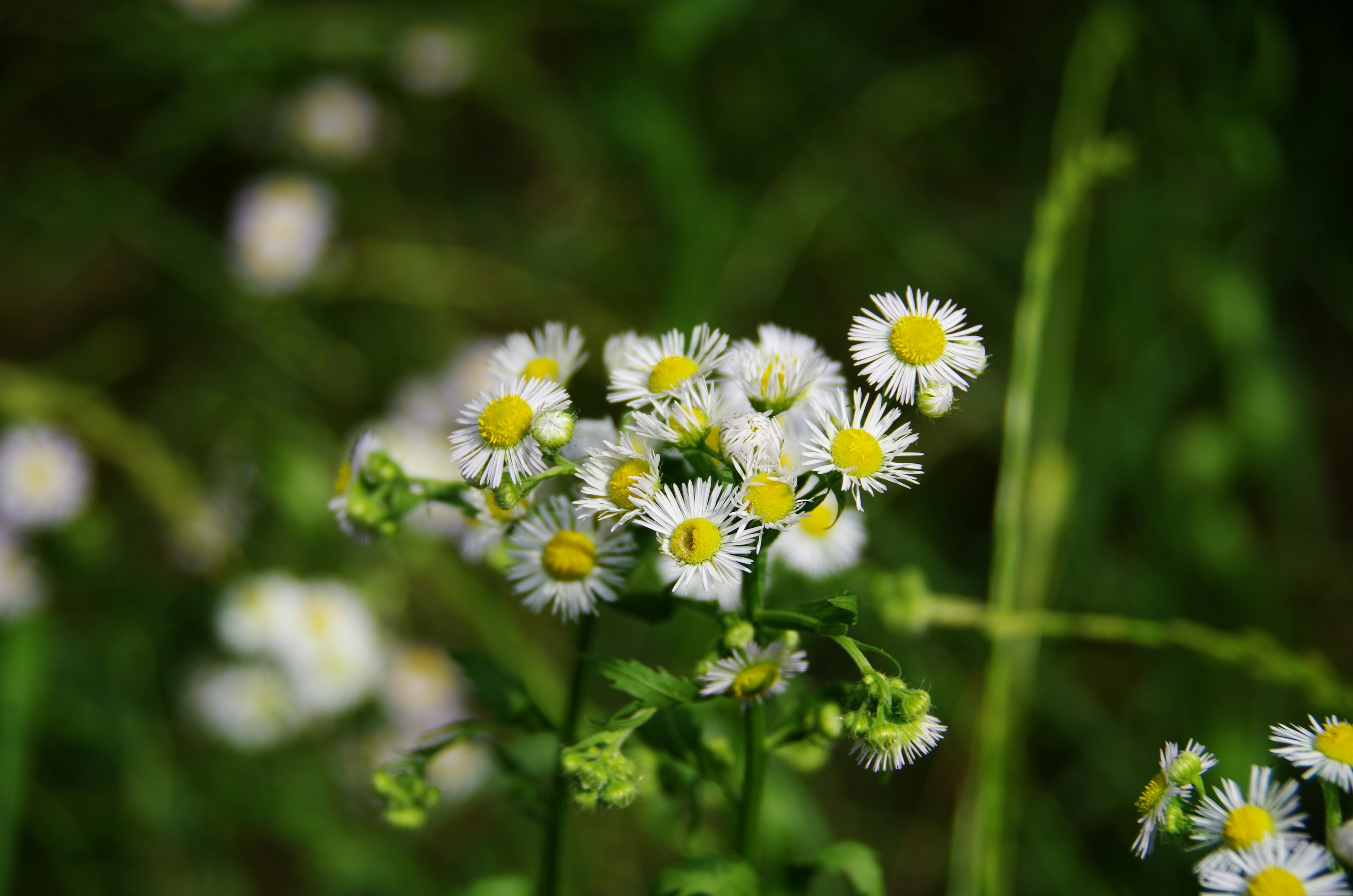 Racimo de pequeñas flores blancas con centros amarillos sobre un fondo verde