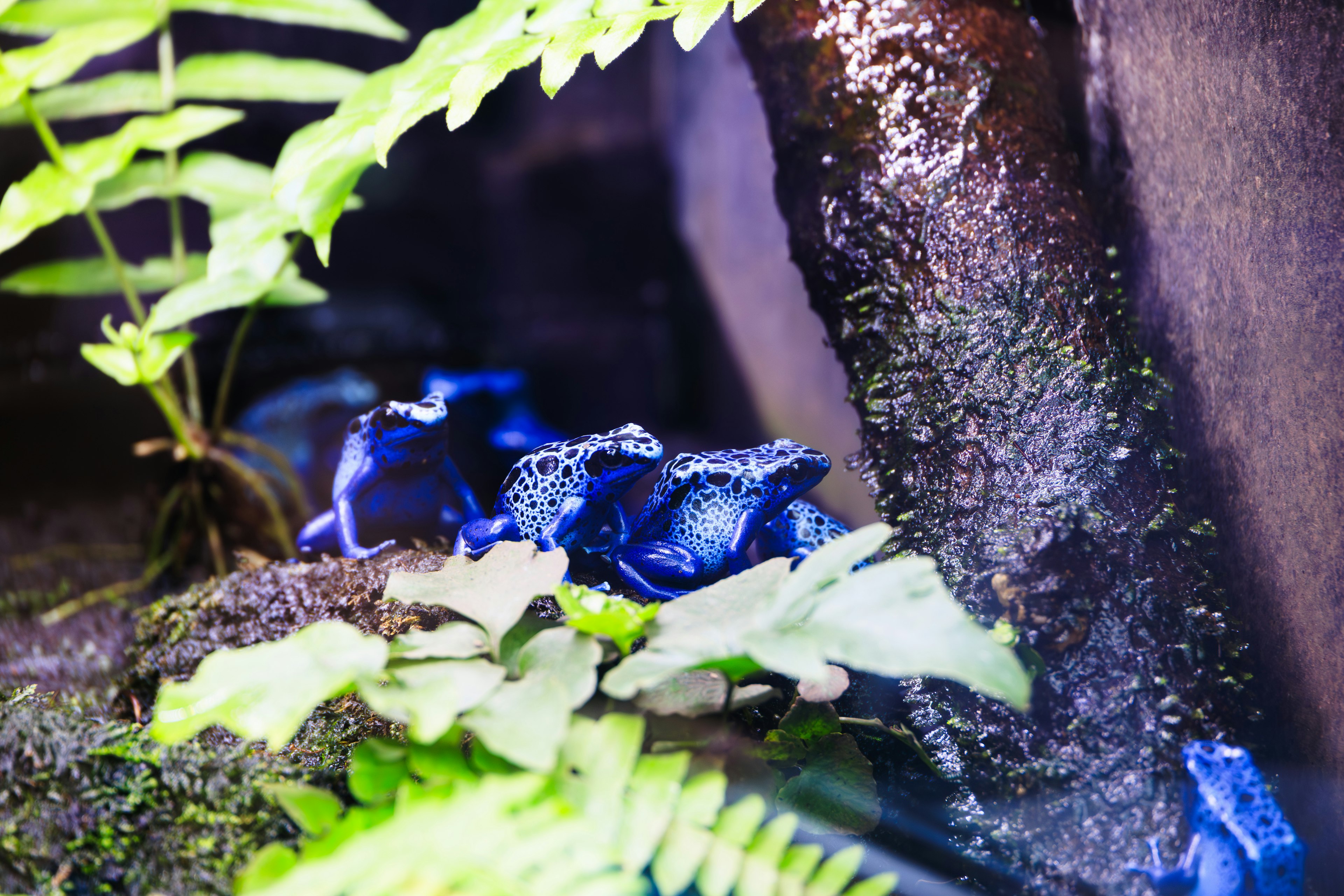 Blue frogs resting among lush ferns in a natural setting