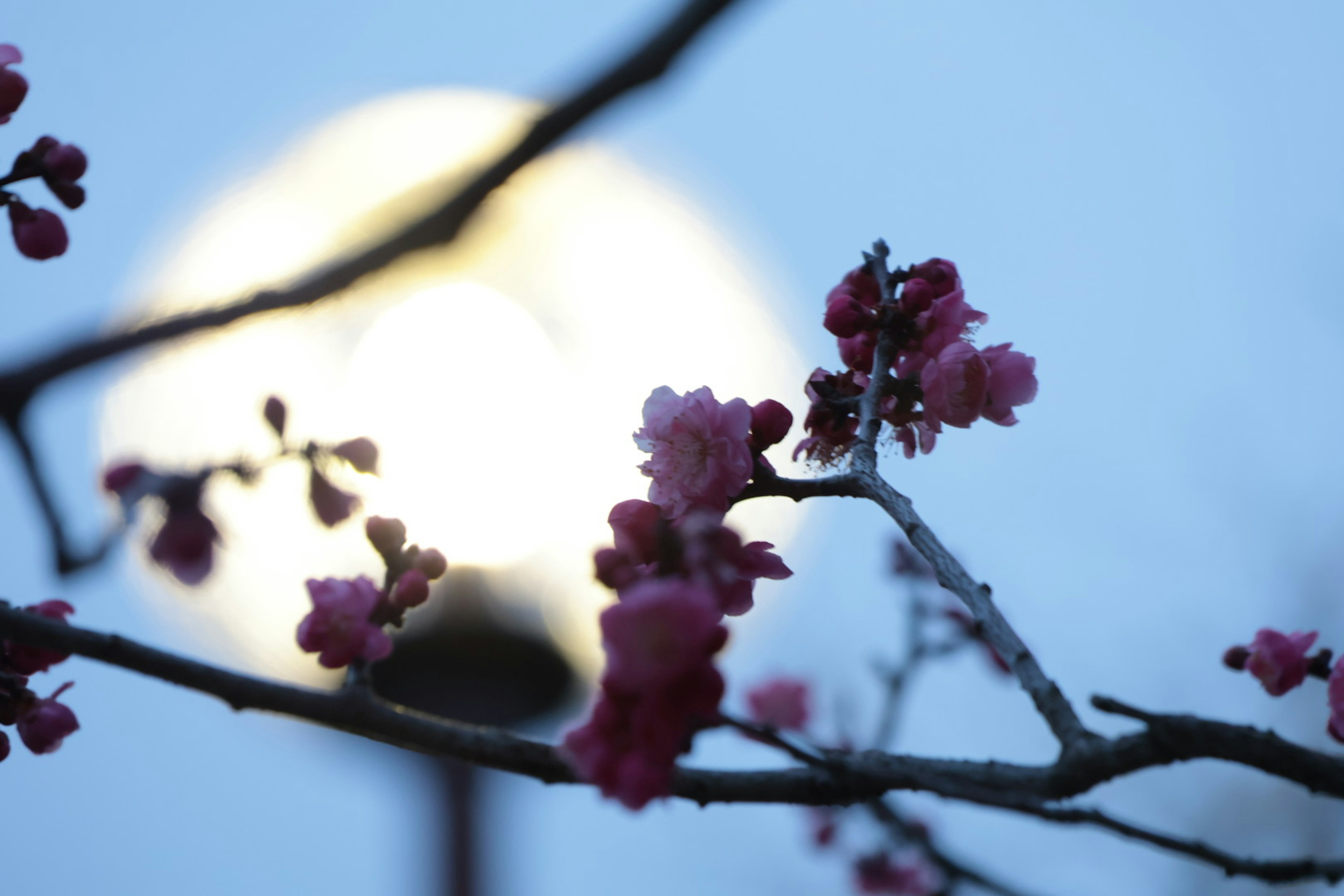 薄暗い青空の下に咲くピンクの花と明るいランプの光