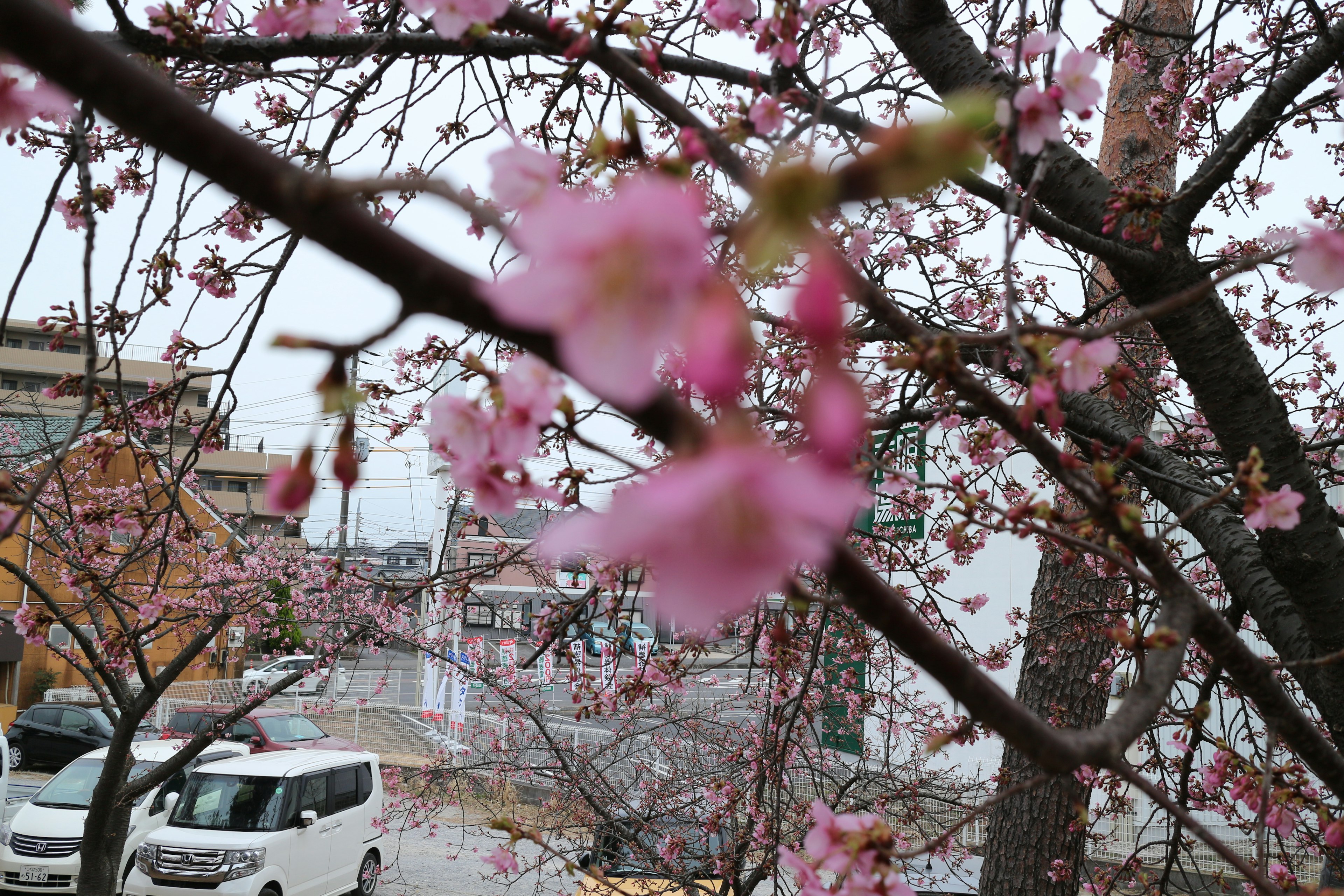 Photo of cherry blossom tree with pink flowers in focus