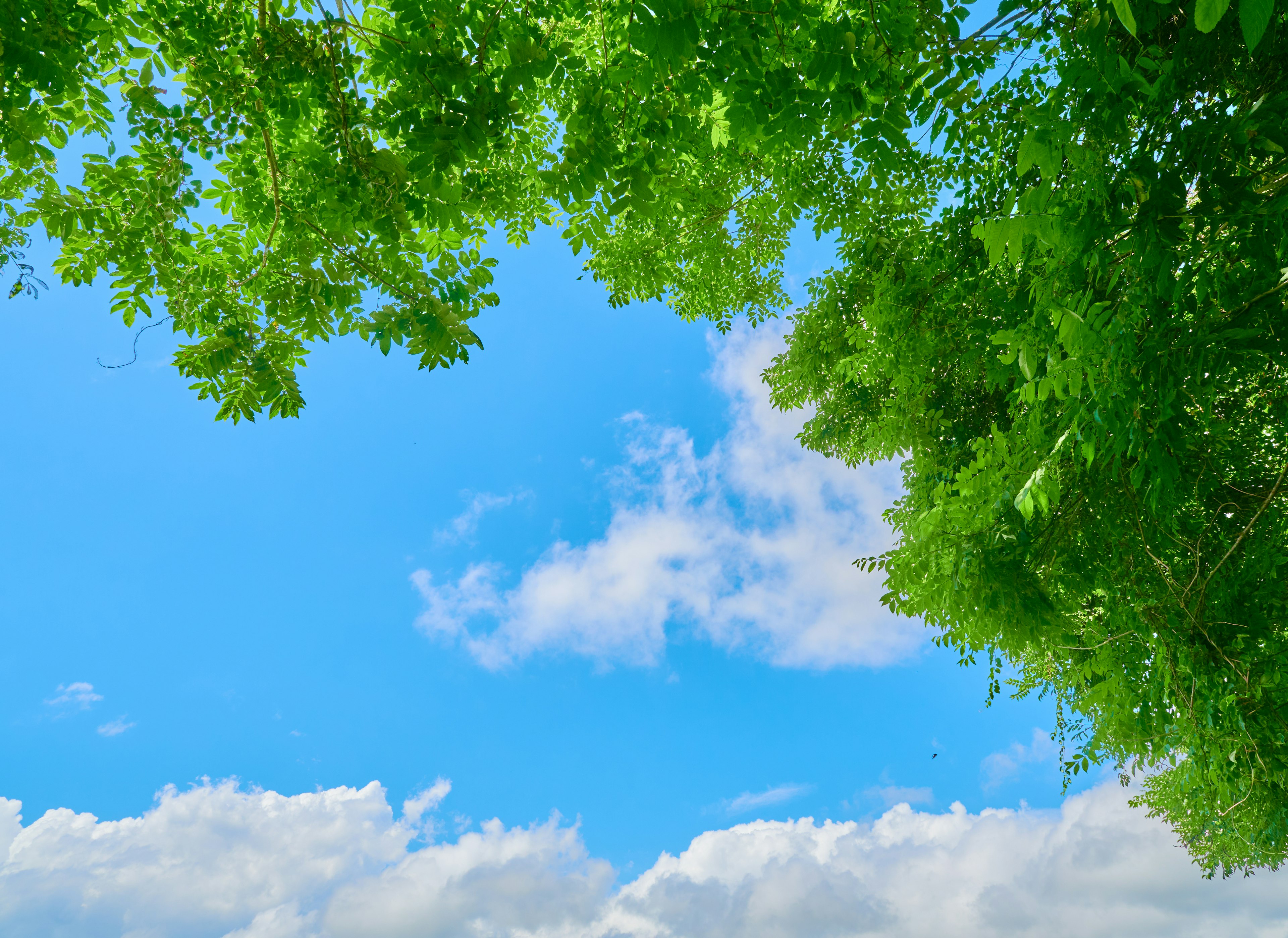 Framed view of blue sky and white clouds with green leaves