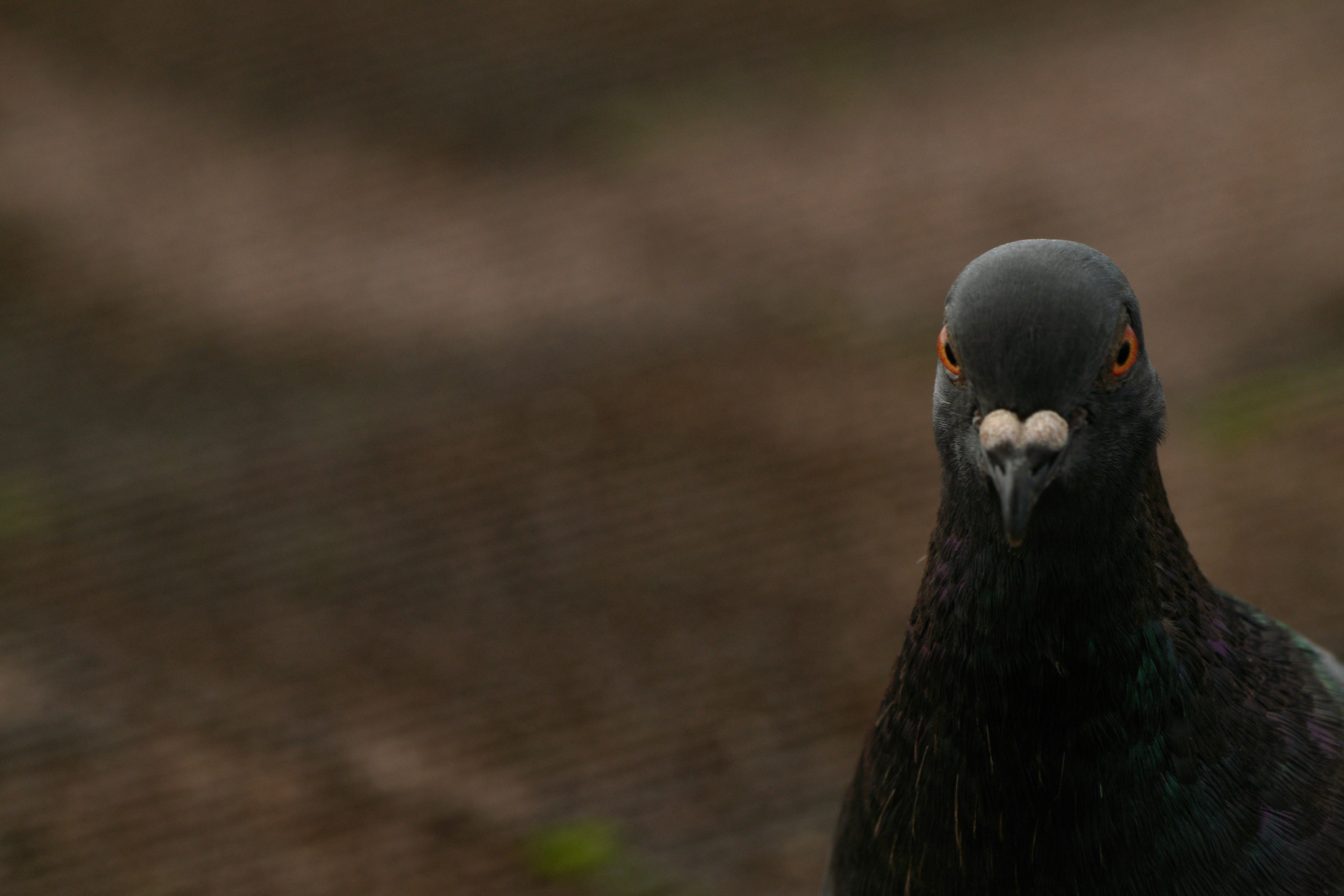 Close-up of a black pigeon with distinctive red eyes