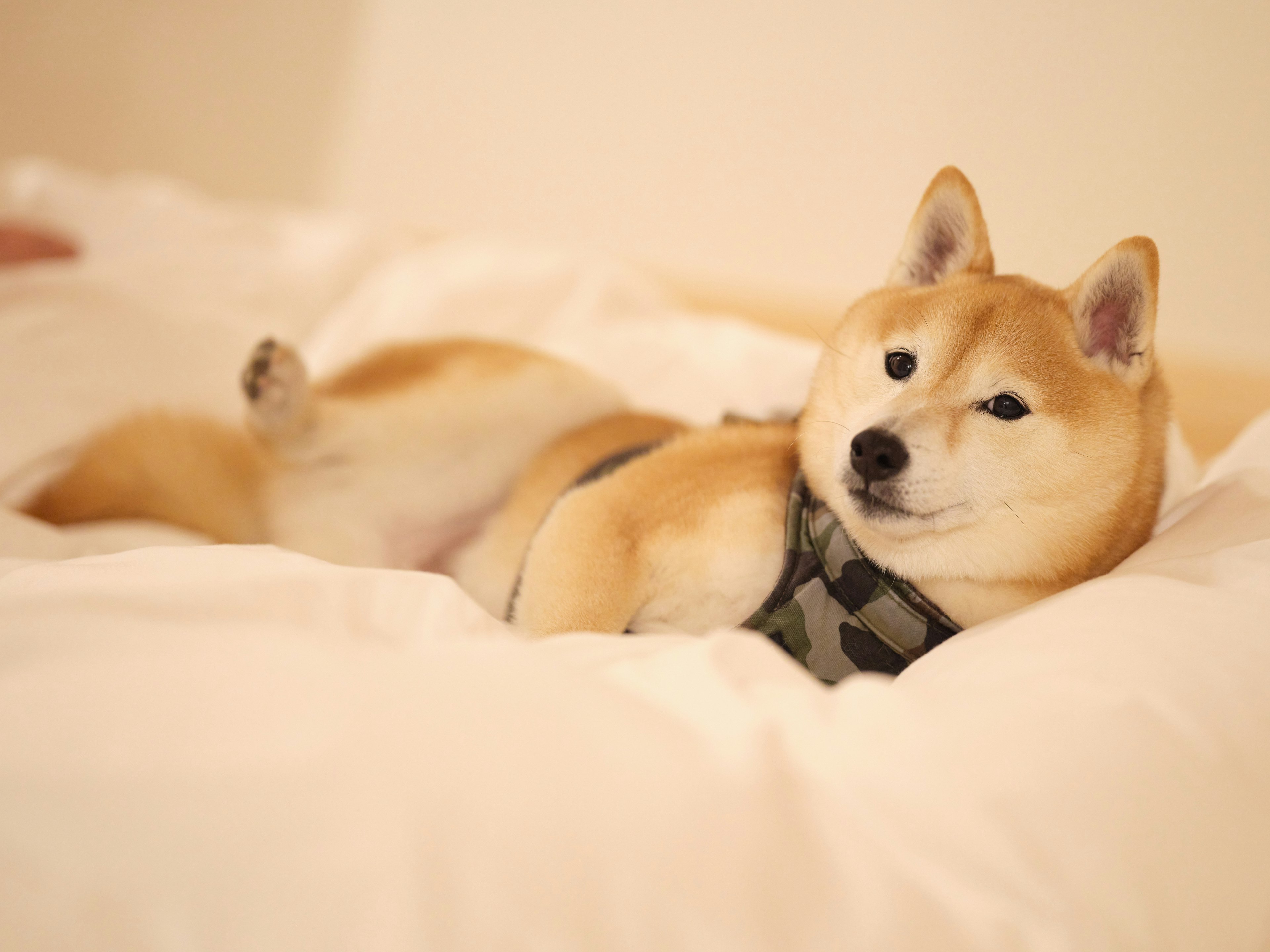 Shiba Inu relaxing on a bed