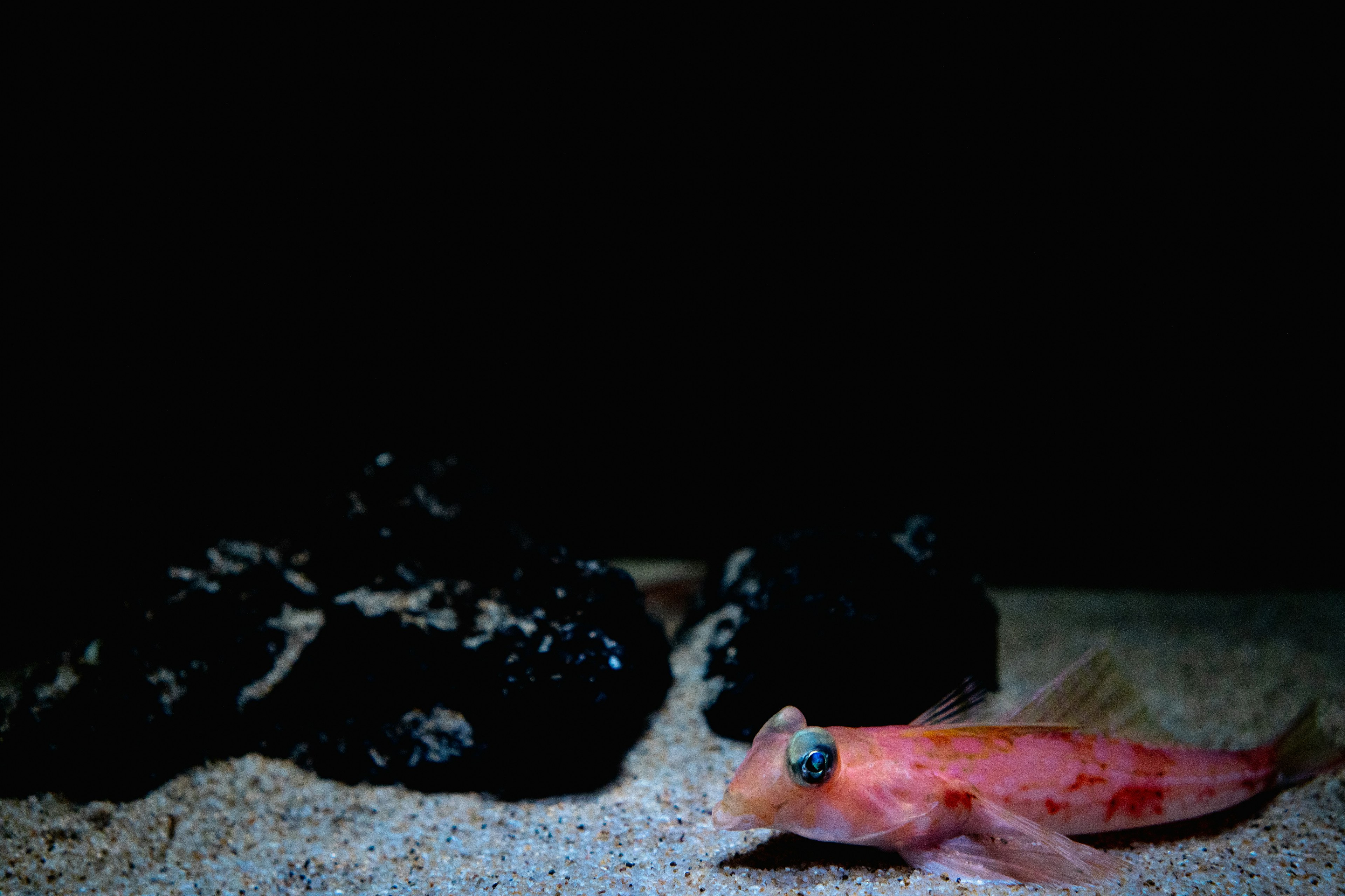 Oranger Fisch nahe schwarzen Felsen auf sandigem Grund