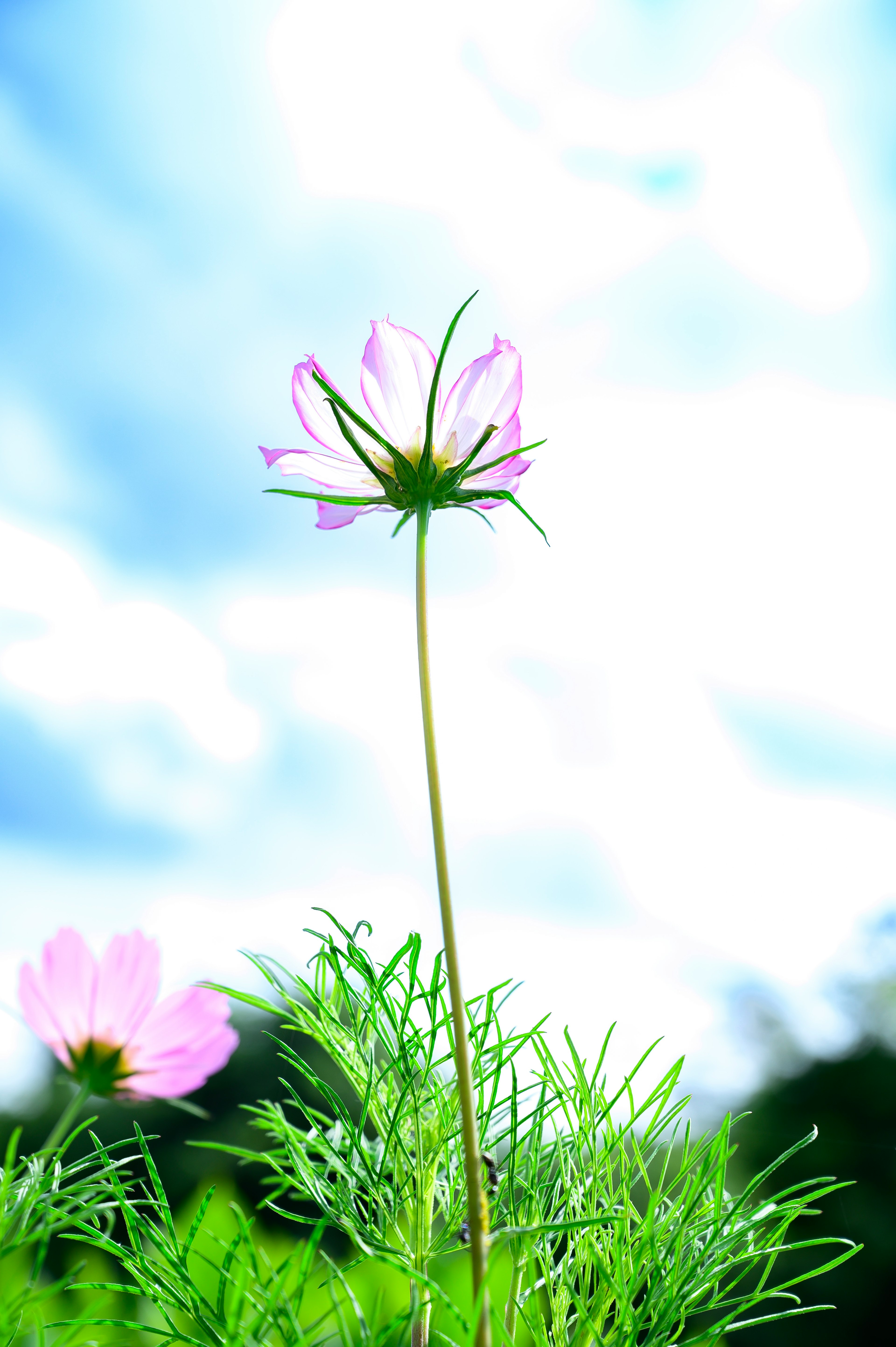 A single light purple flower standing under a blue sky