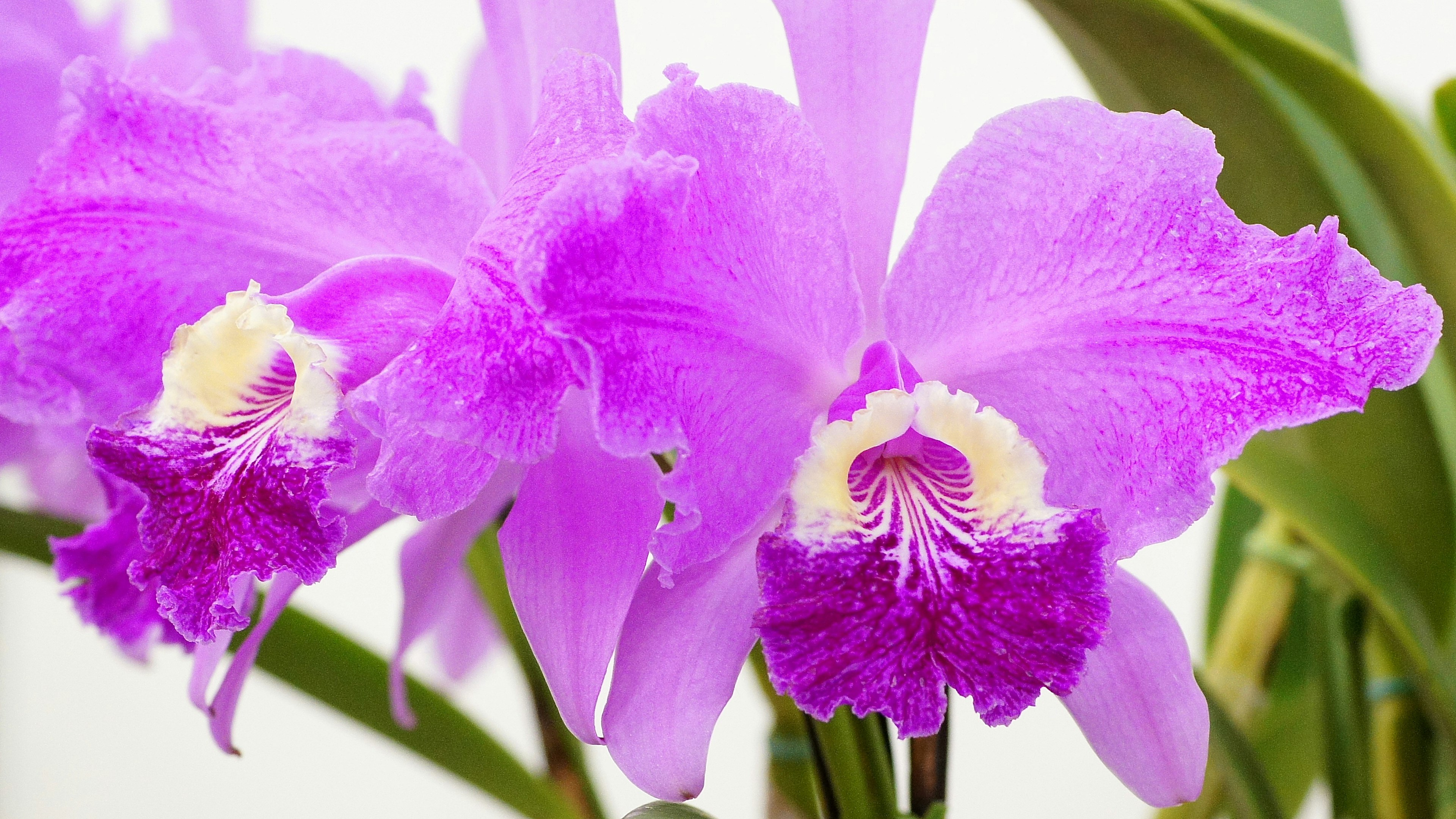 Flores de orquídea moradas vibrantes en floración