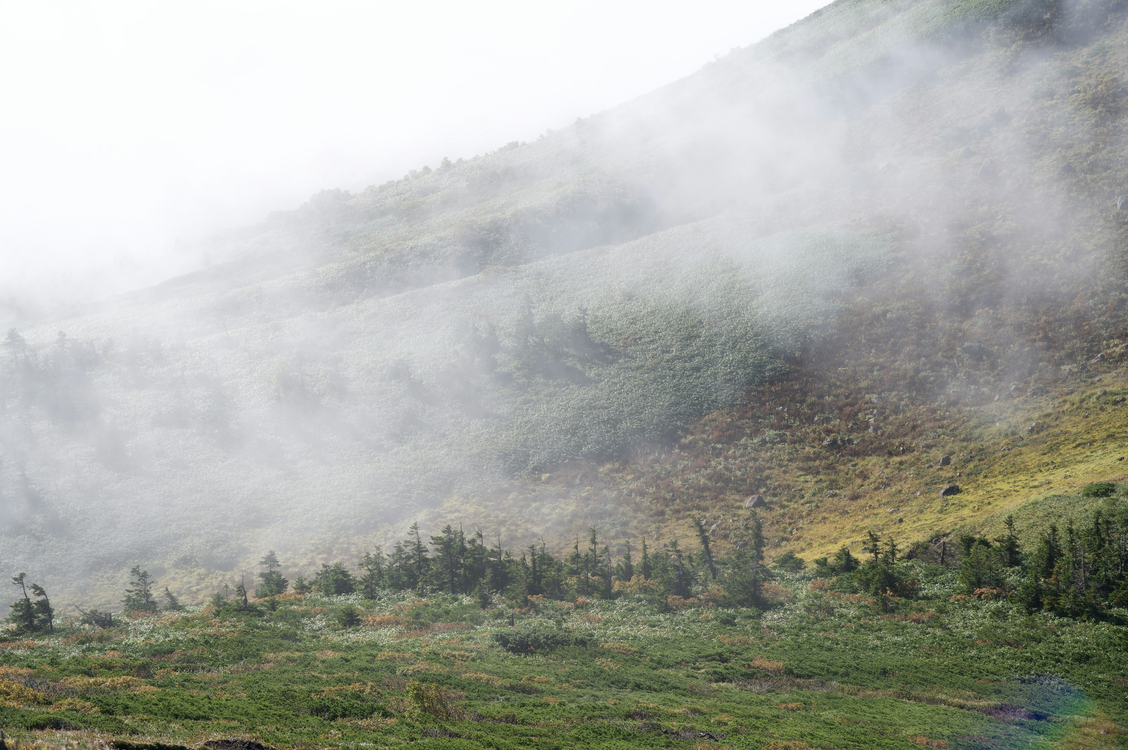 Berglandschaft im Nebel mit grünem Gras und kleinen Bäumen