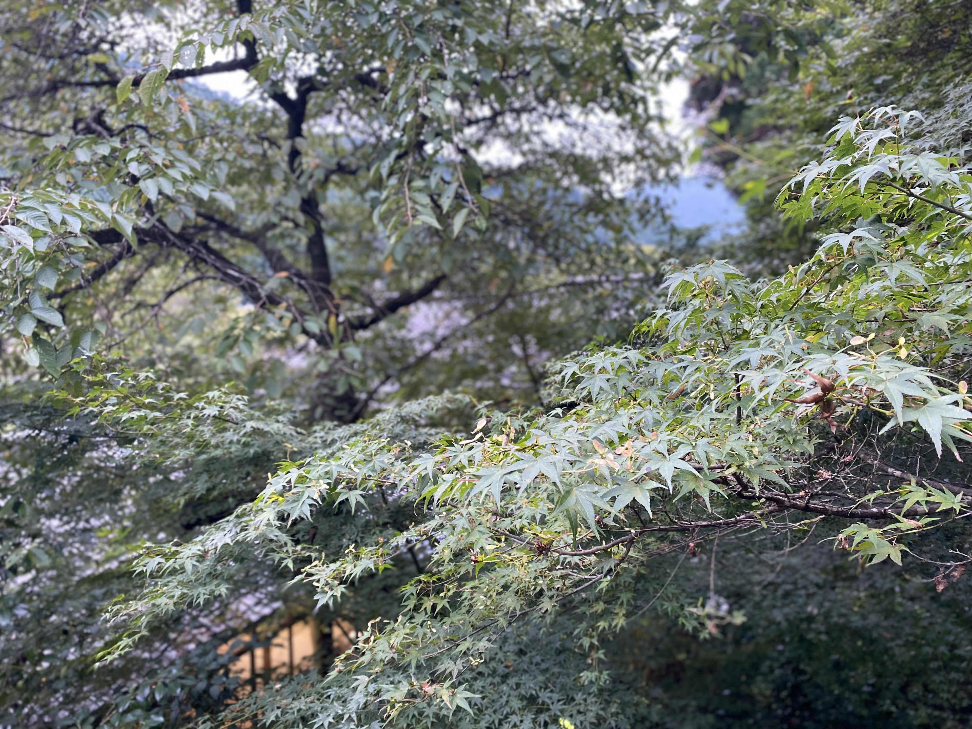 Alberi verdi lussureggianti che incorniciano la vista di una casa