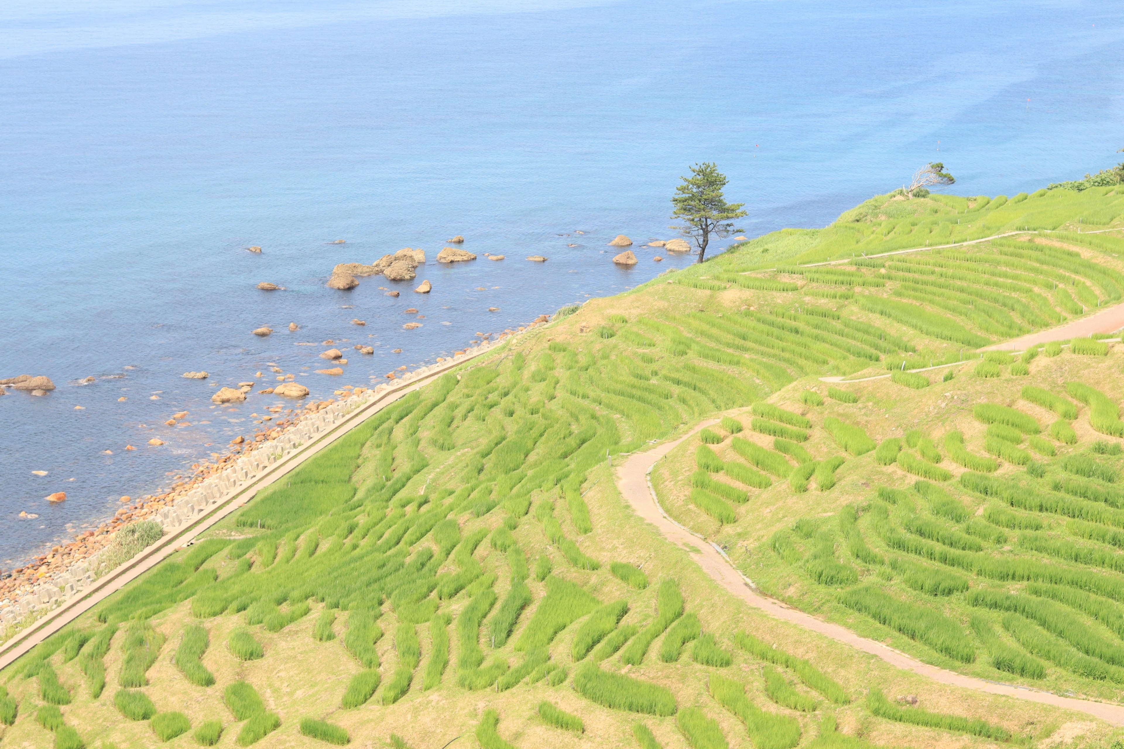 Bellissimo paesaggio di risaie verdi terrazzate e oceano blu