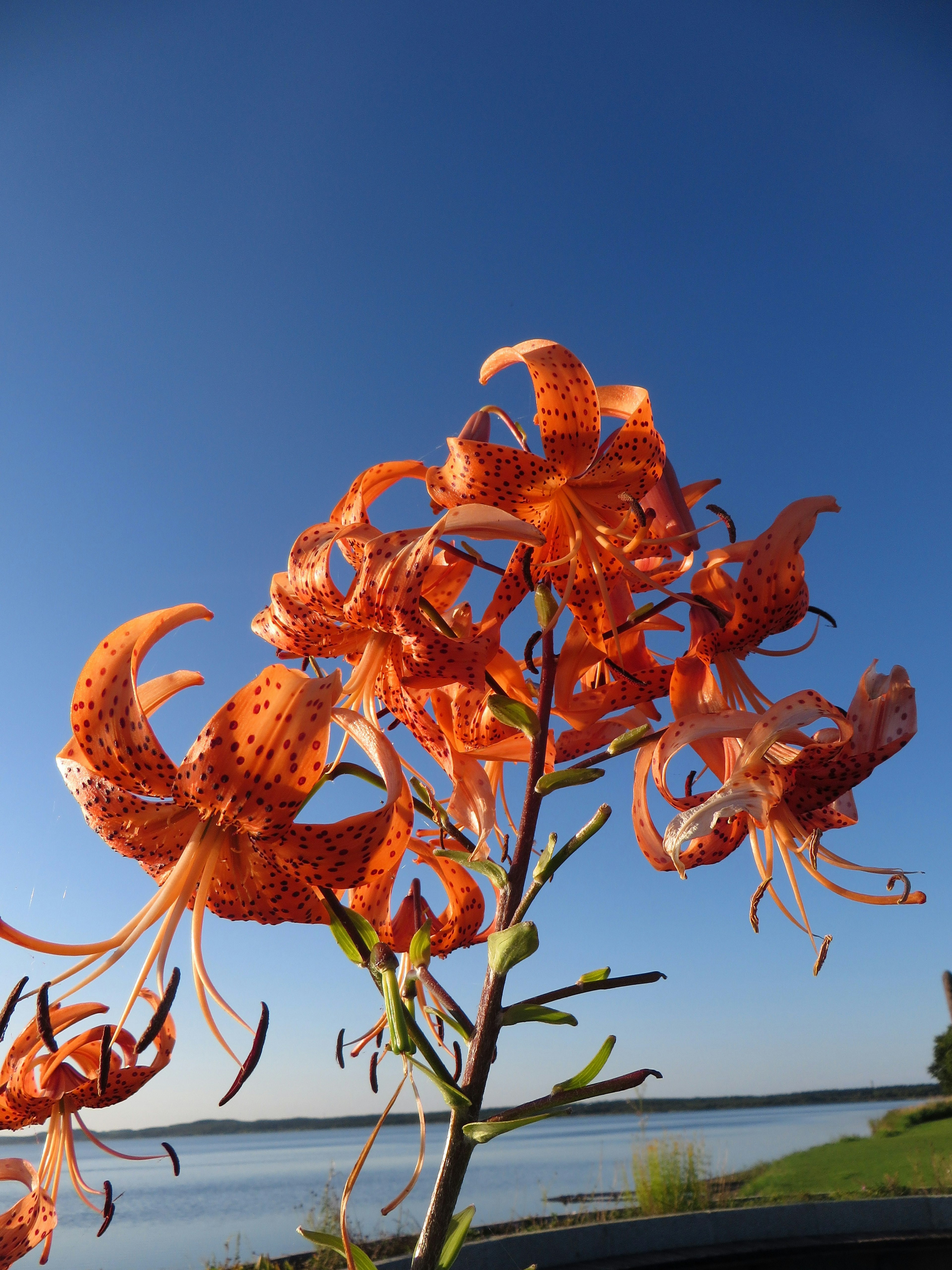 青空の下で咲くオレンジ色のユリの花のクローズアップ