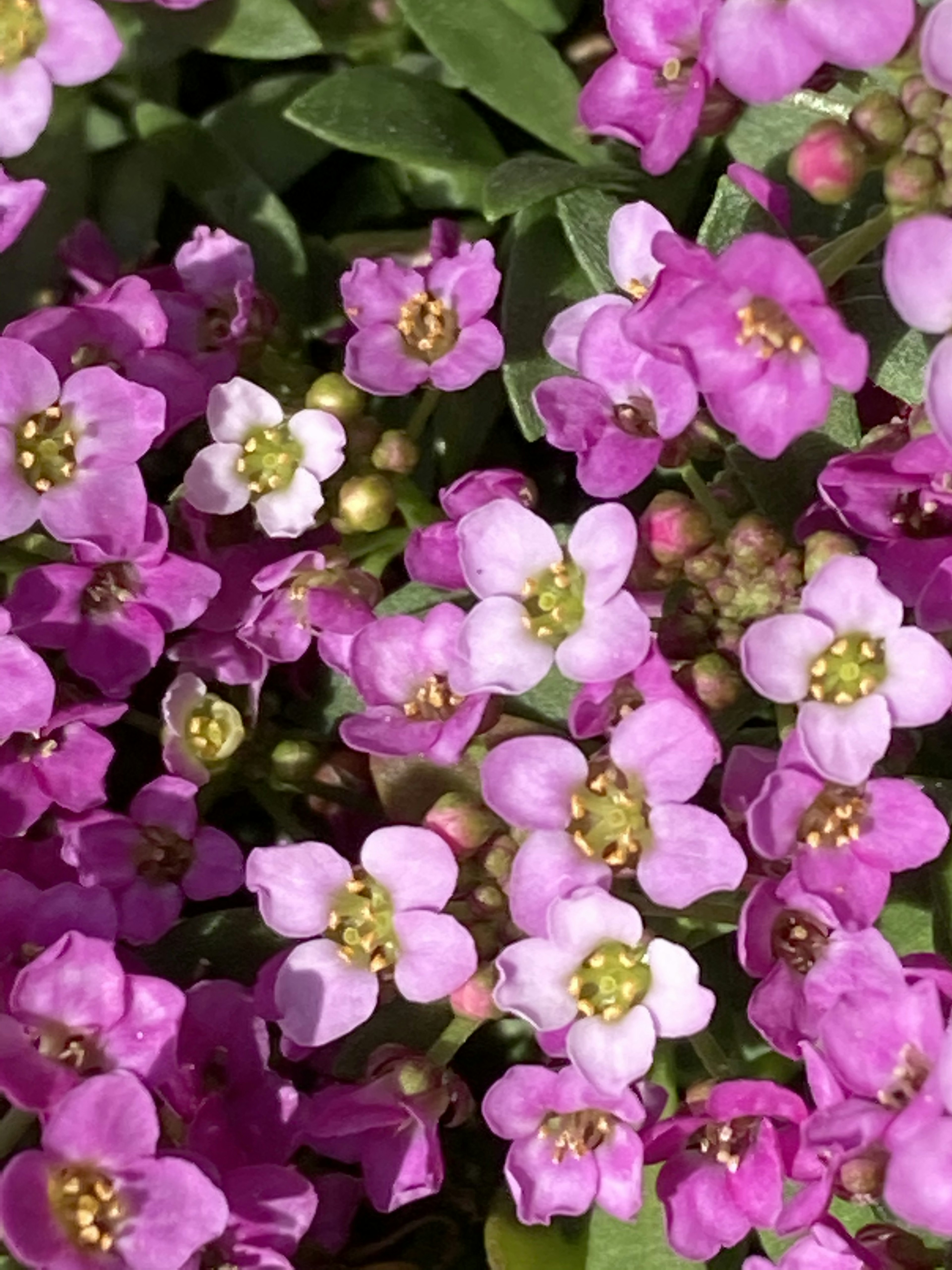 小さな紫色と白色の花が密集して咲いている様子