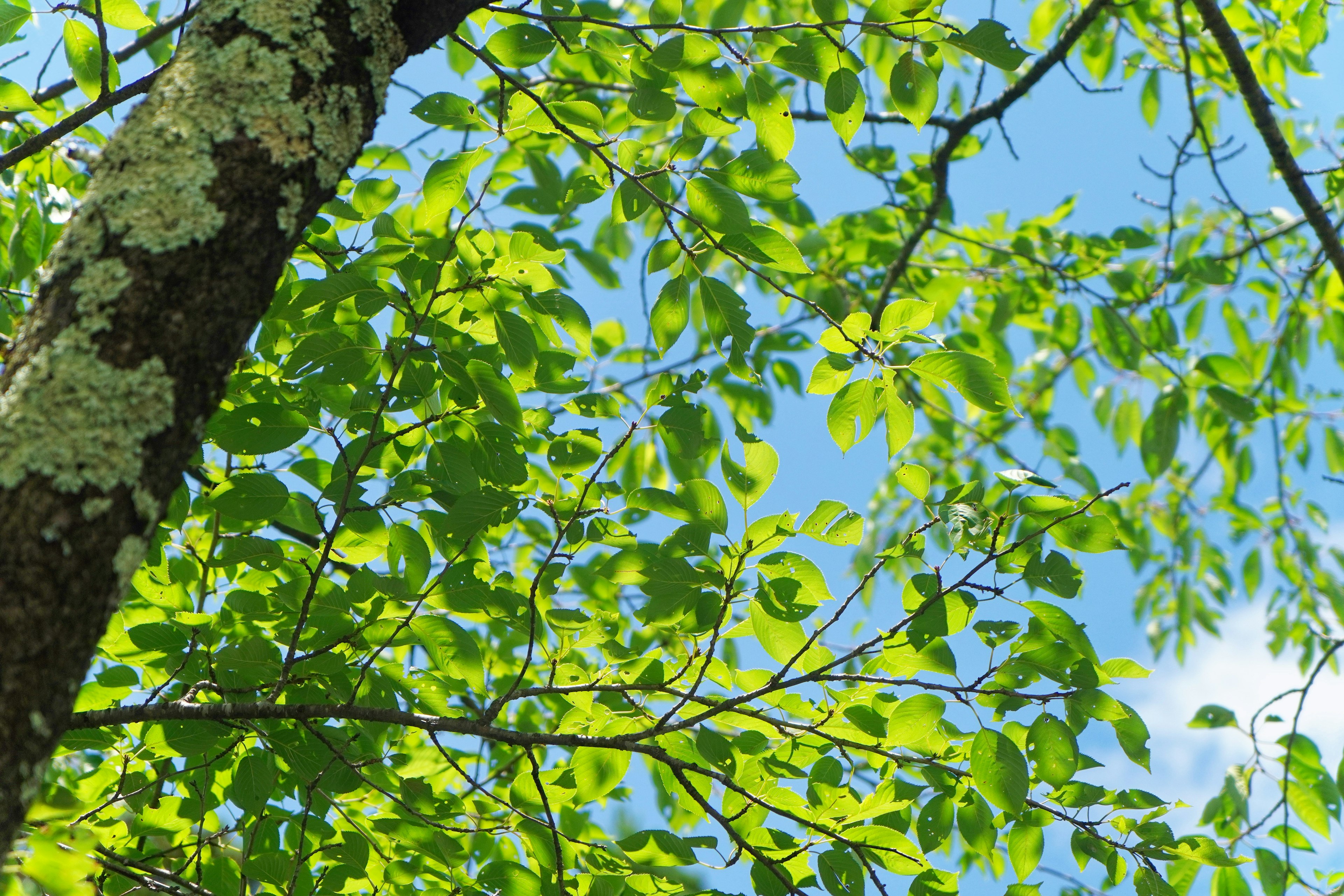 Acercamiento de hojas verdes y ramas bajo un cielo azul