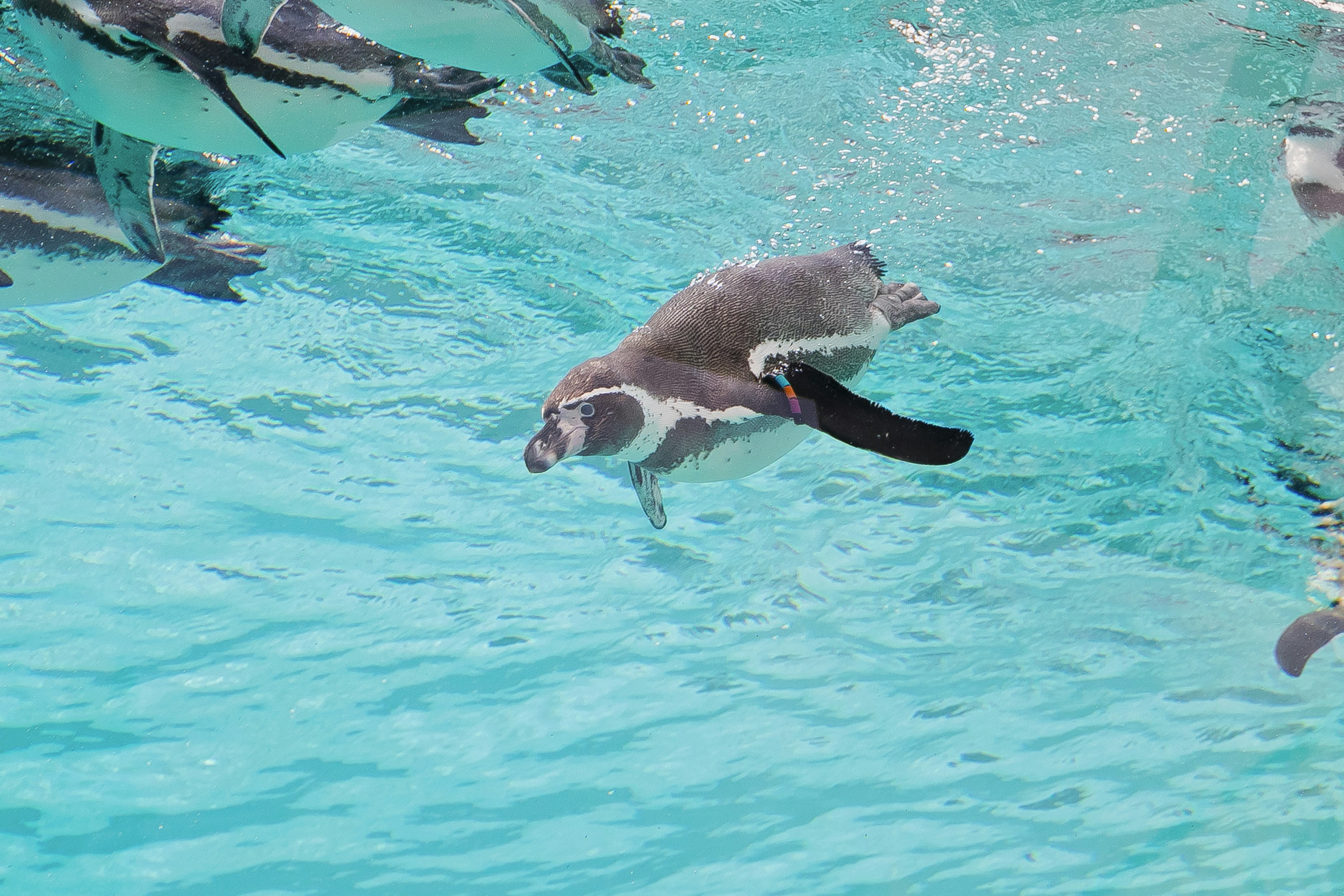 A group of penguins swimming in clear blue water with one penguin in focus