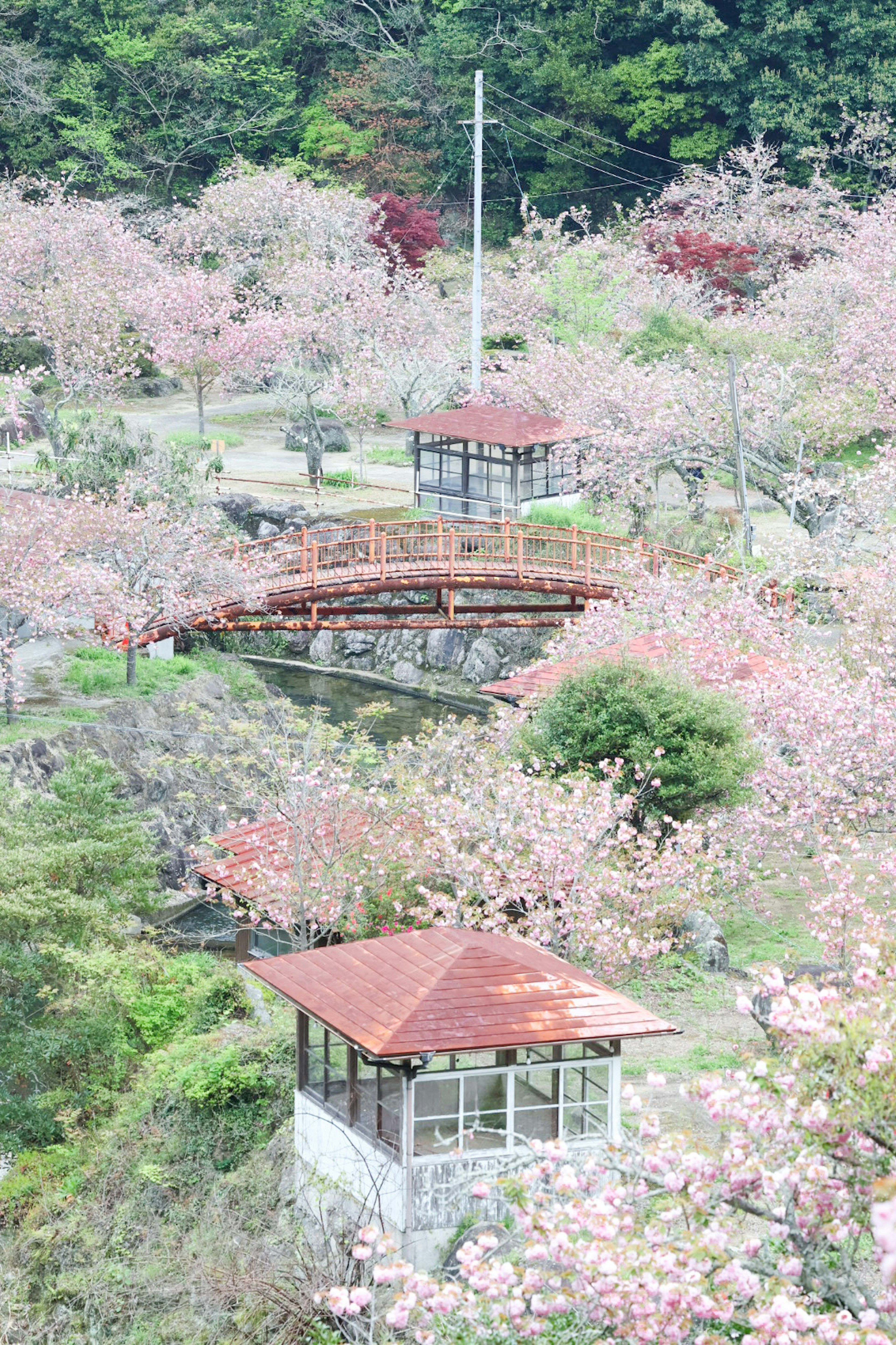 Park in full bloom with cherry blossoms featuring a red bridge and pavilions