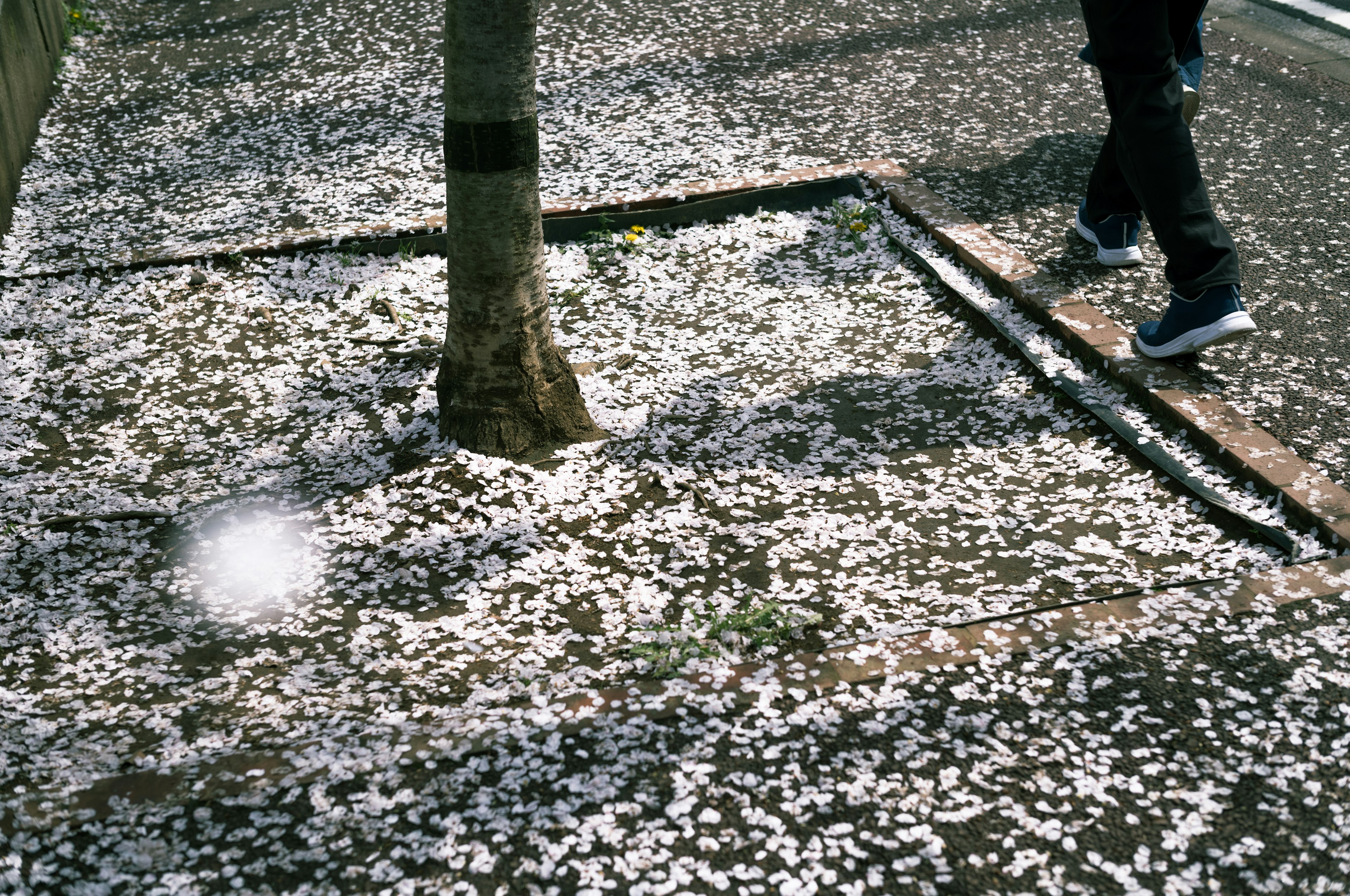 Marciapiede coperto di petali di ciliegio e tronco d'albero