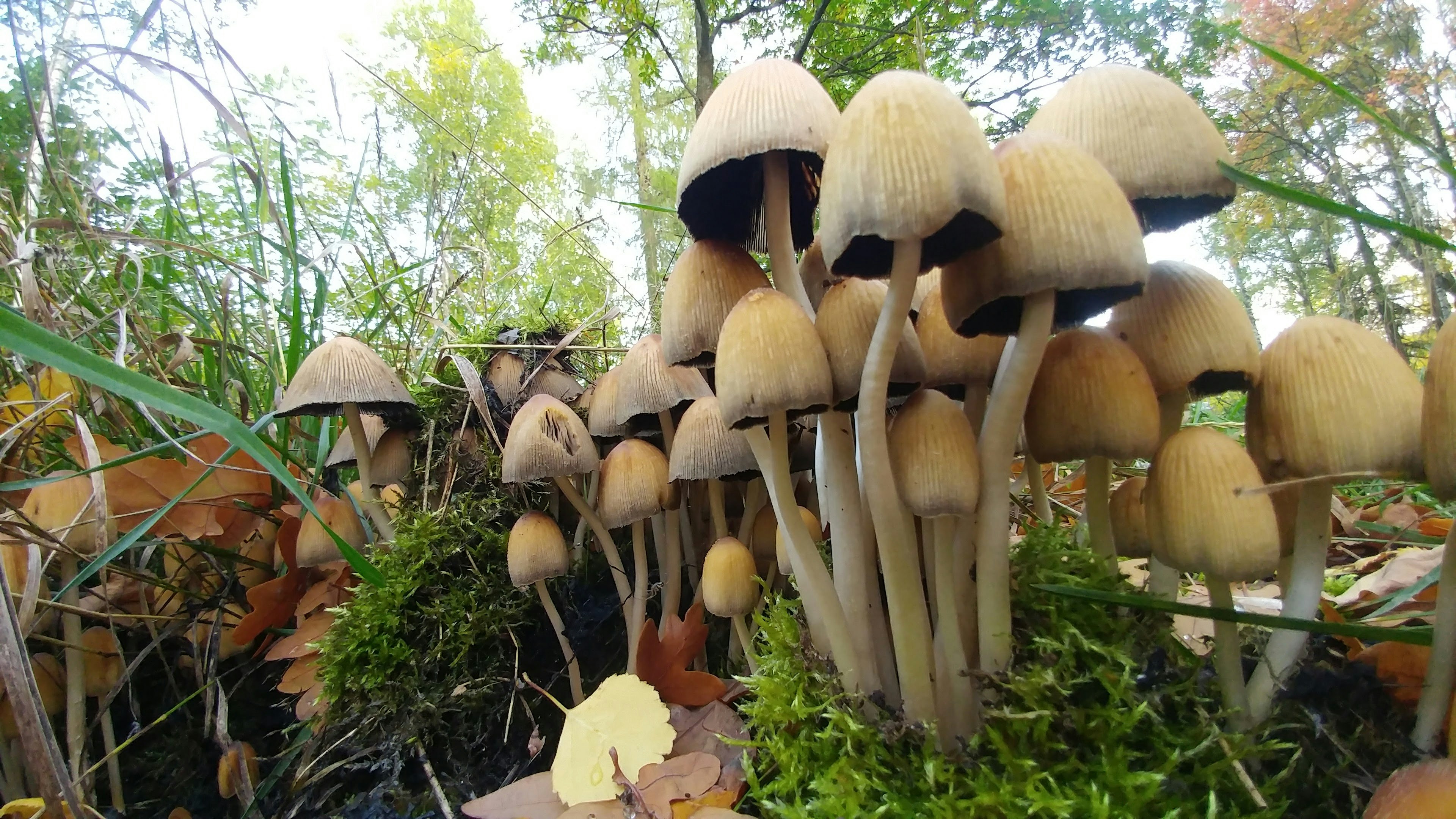 Grupo de pequeños hongos que crecen en un bosque rodeados de musgo verde y hojas caídas