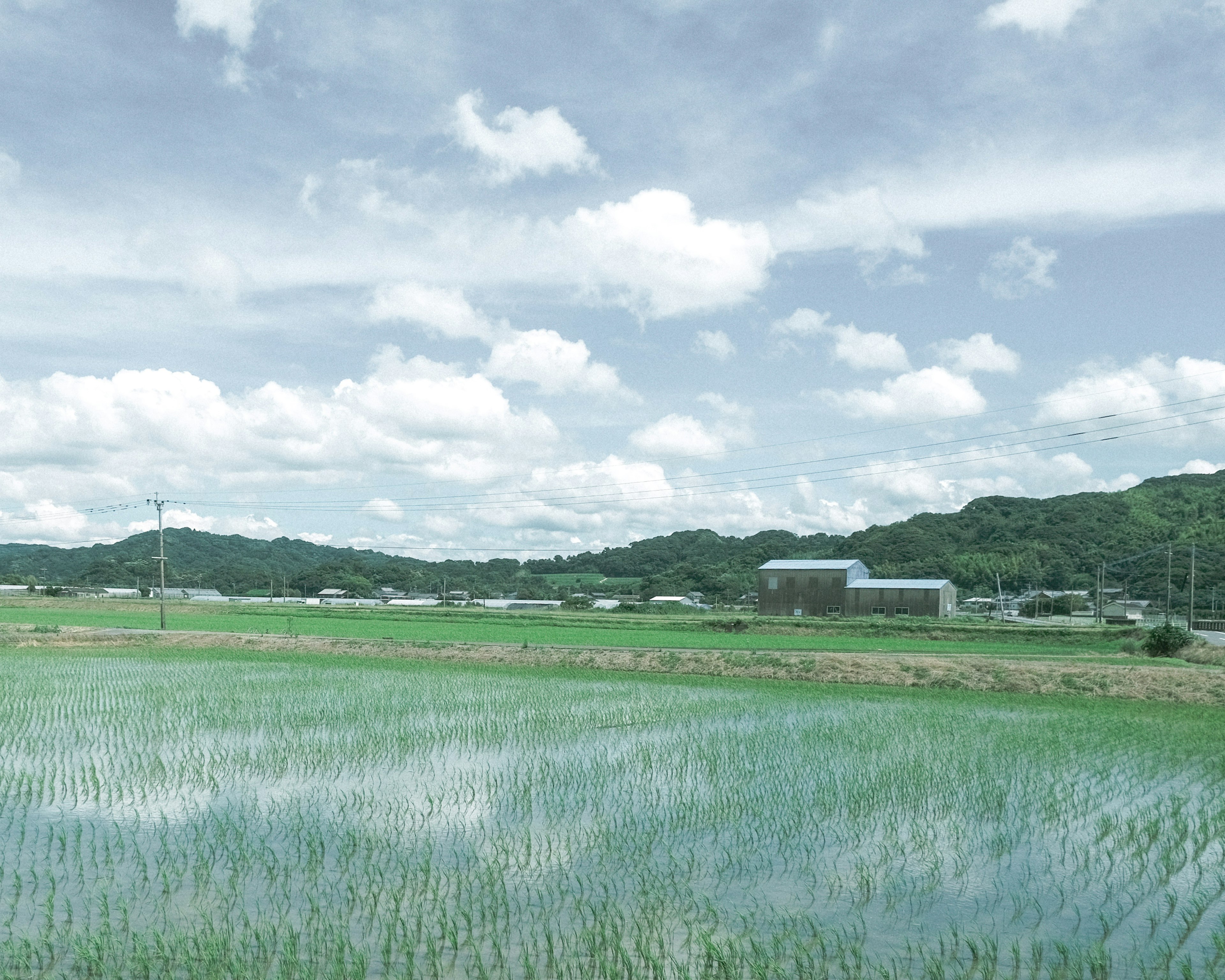 緑の稲田と穏やかな雲が広がる風景