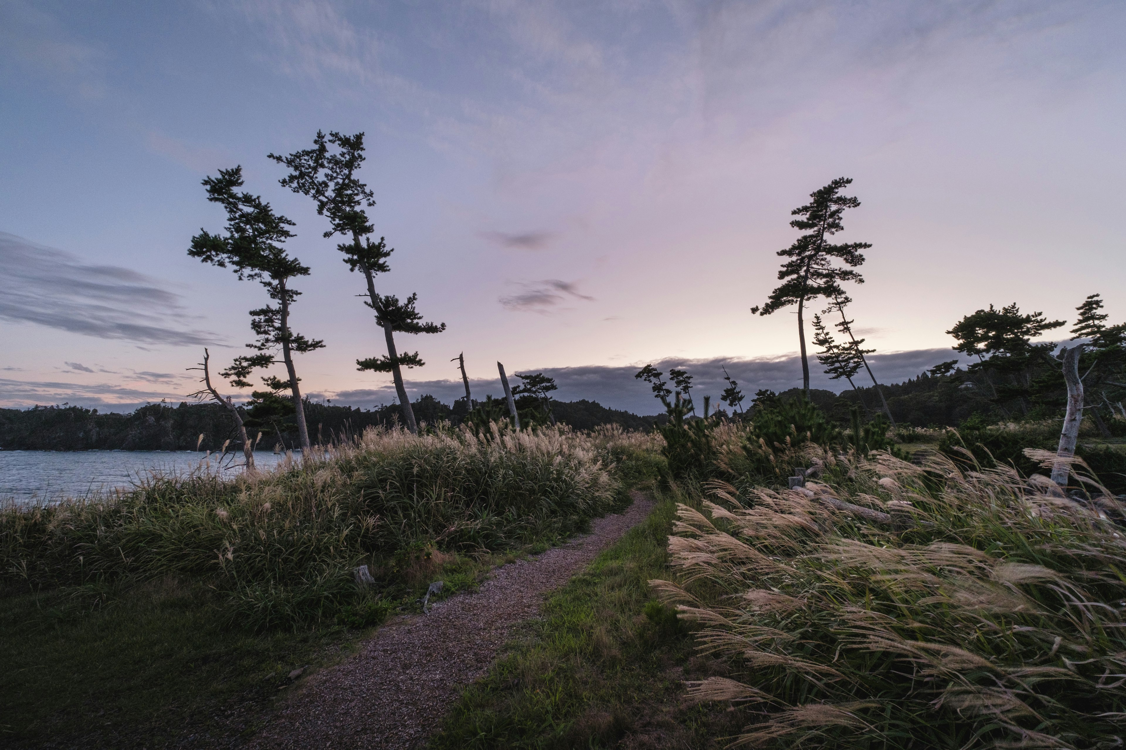 Sendero costero al atardecer con hierba meciéndose y árboles inclinados