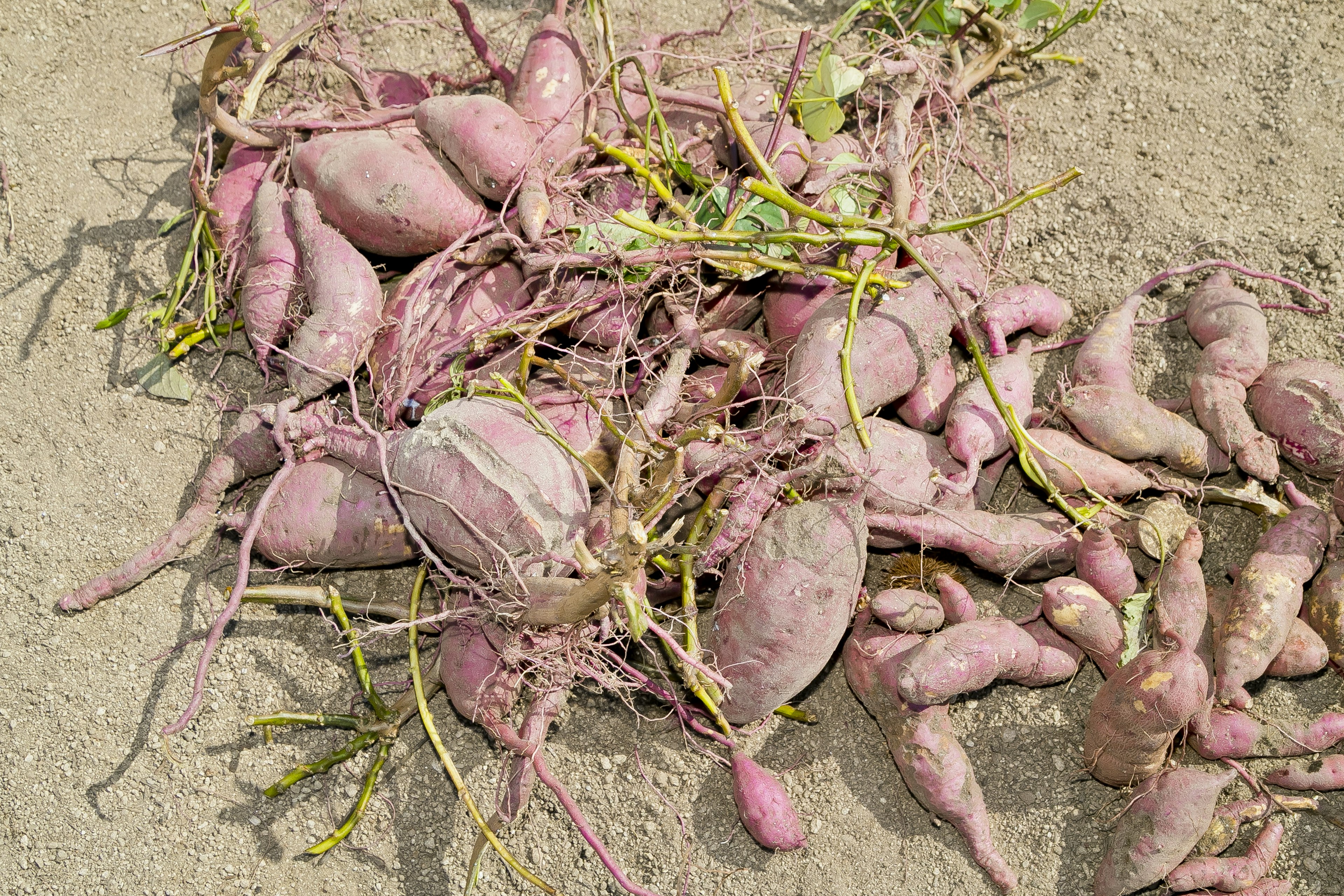 Batatas moradas esparcidas sobre el suelo